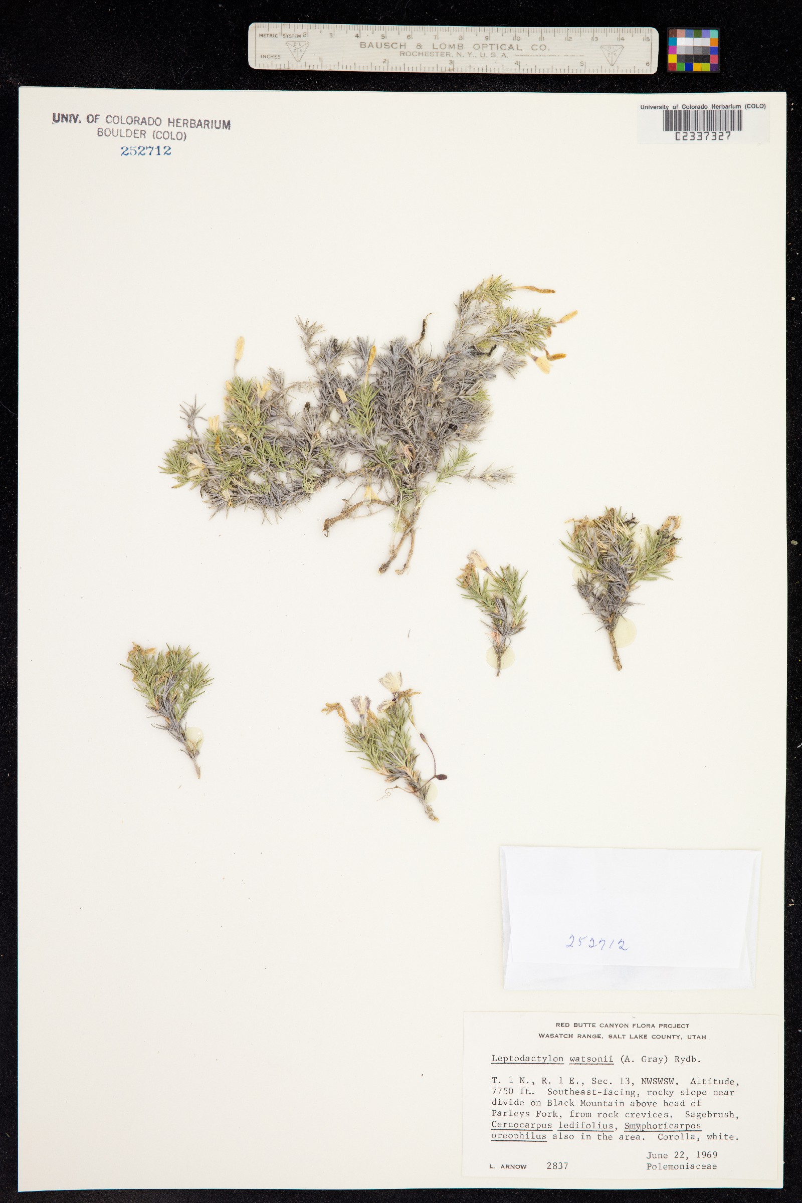 Linanthus watsonii image