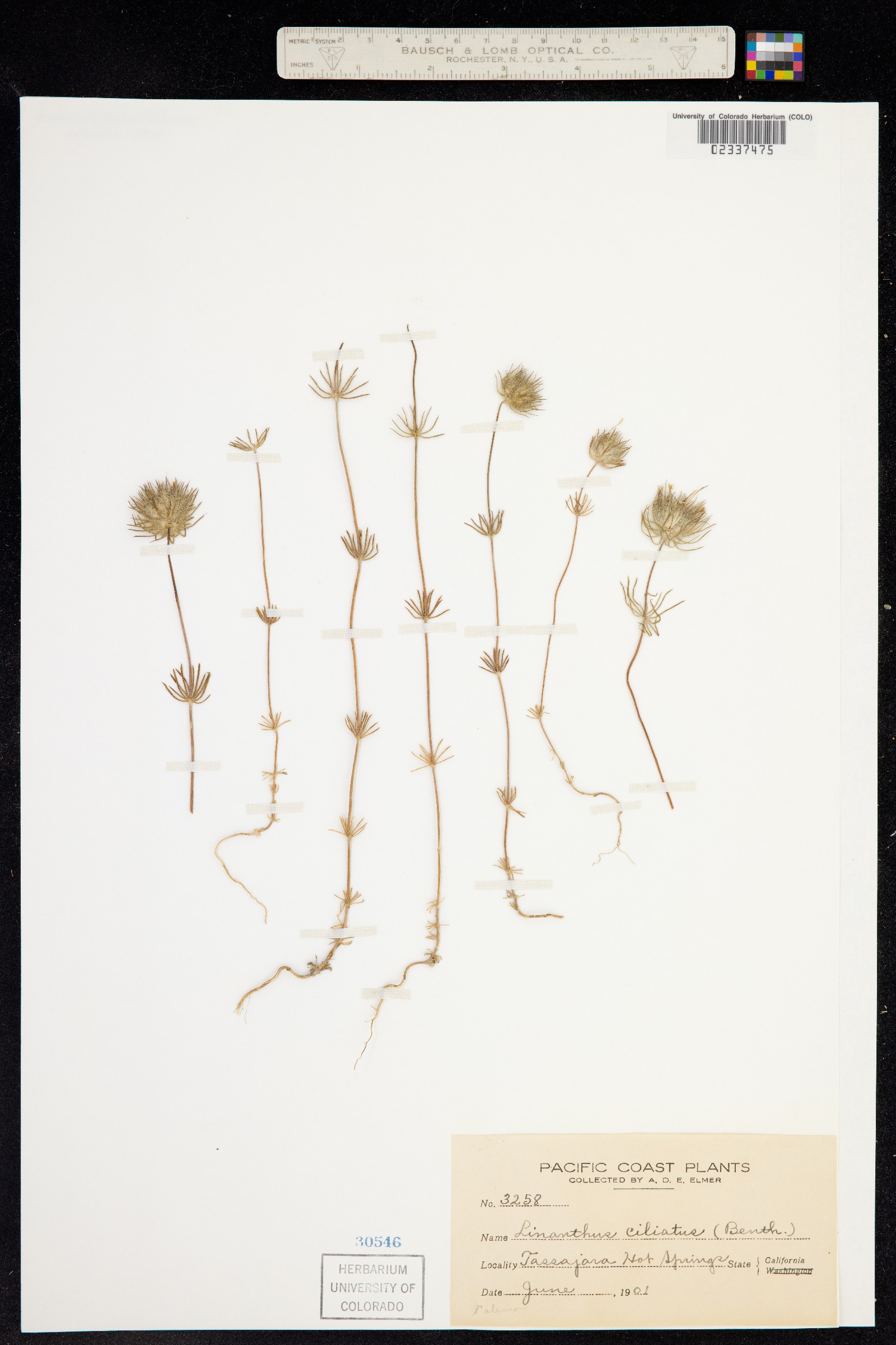 Leptosiphon ciliatus ssp. ciliatus image