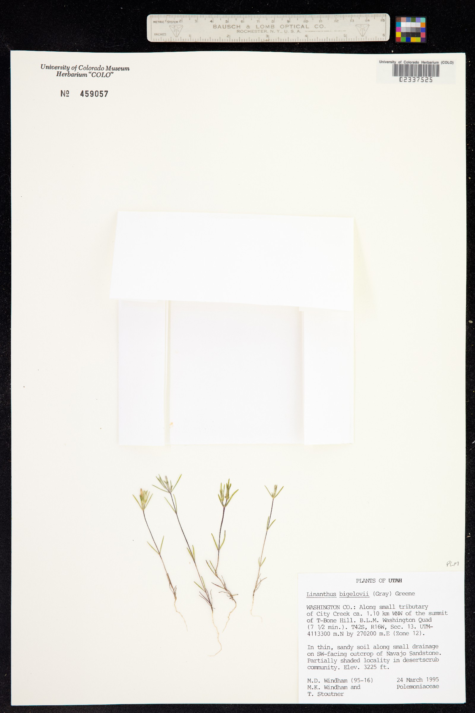 Linanthus bigelovii image