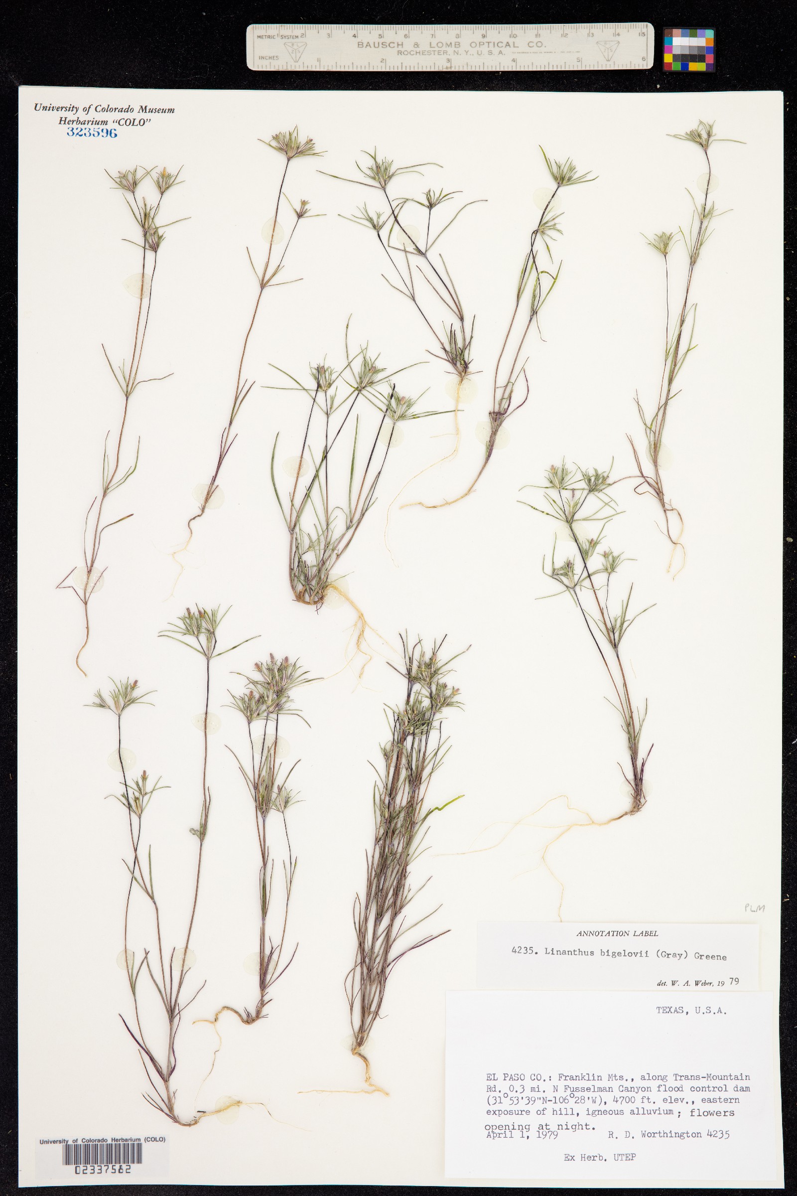Linanthus bigelovii image