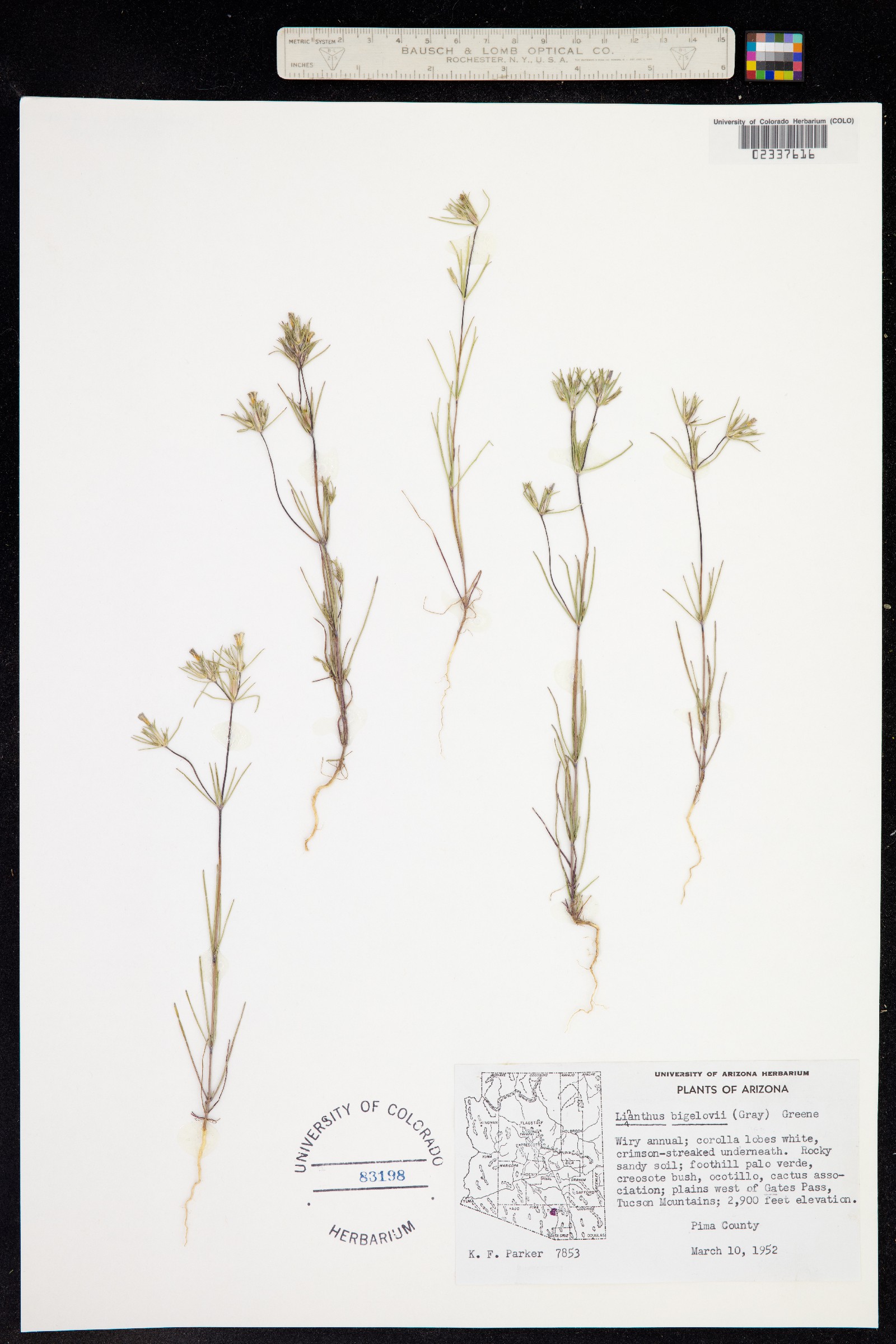 Linanthus bigelovii image