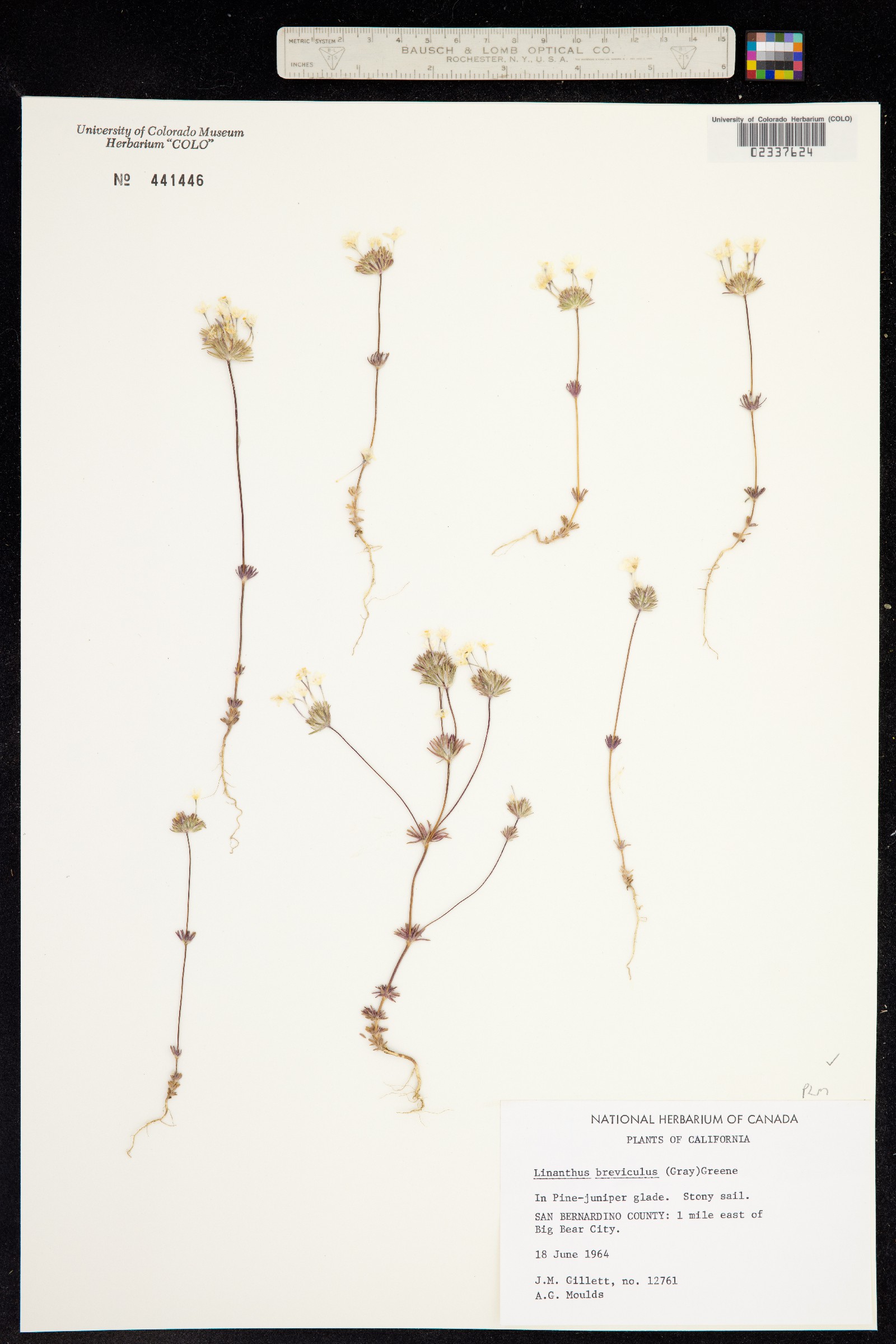 Leptosiphon breviculus image