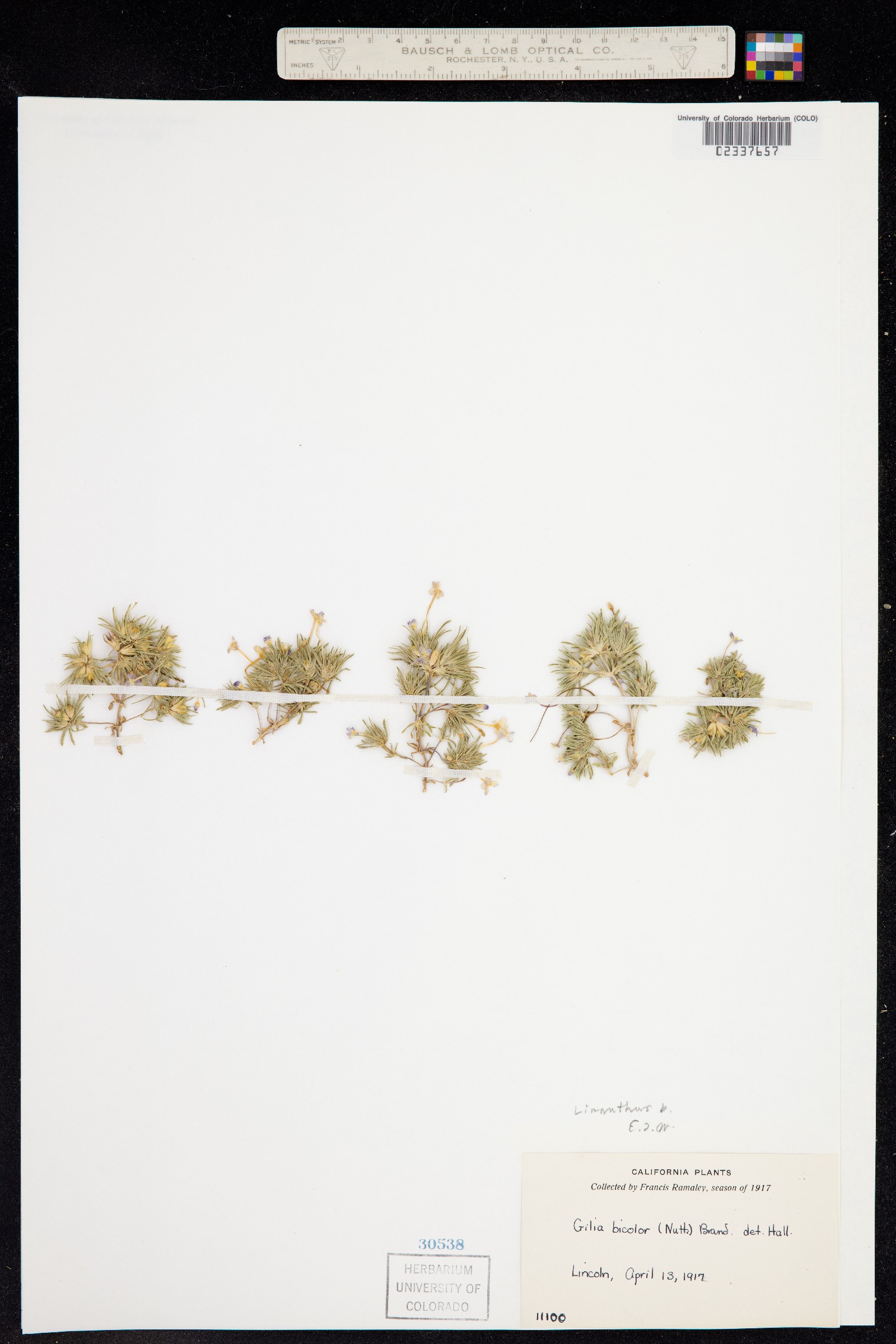 Leptosiphon bicolor image