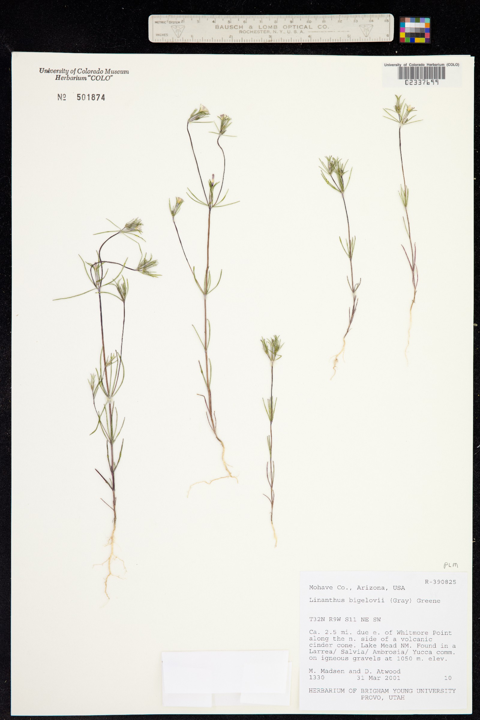 Linanthus bigelovii image