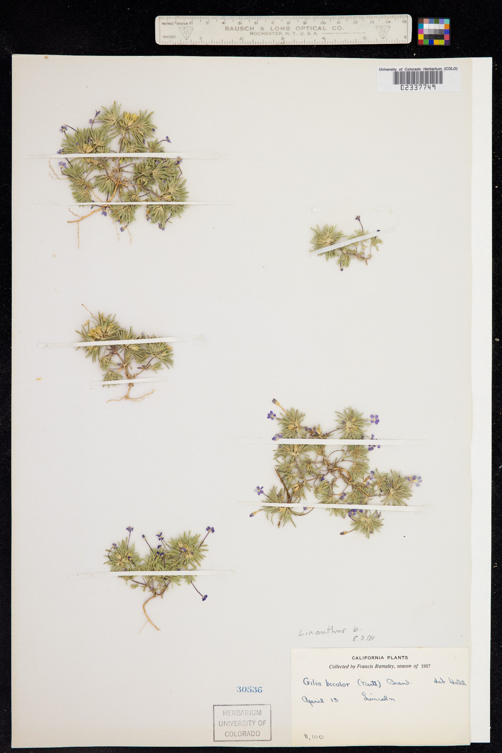 Leptosiphon bicolor image