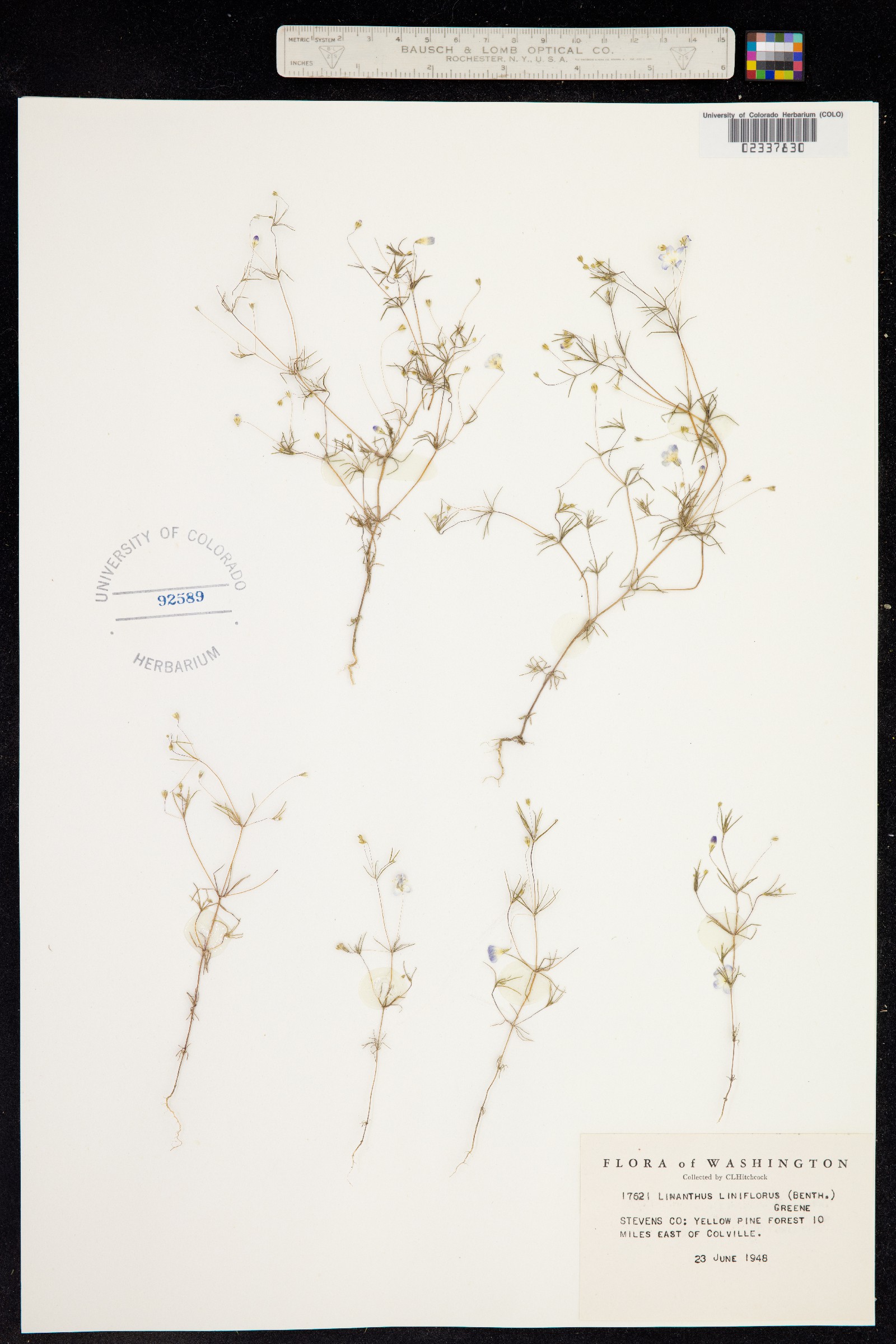 Leptosiphon liniflorus image