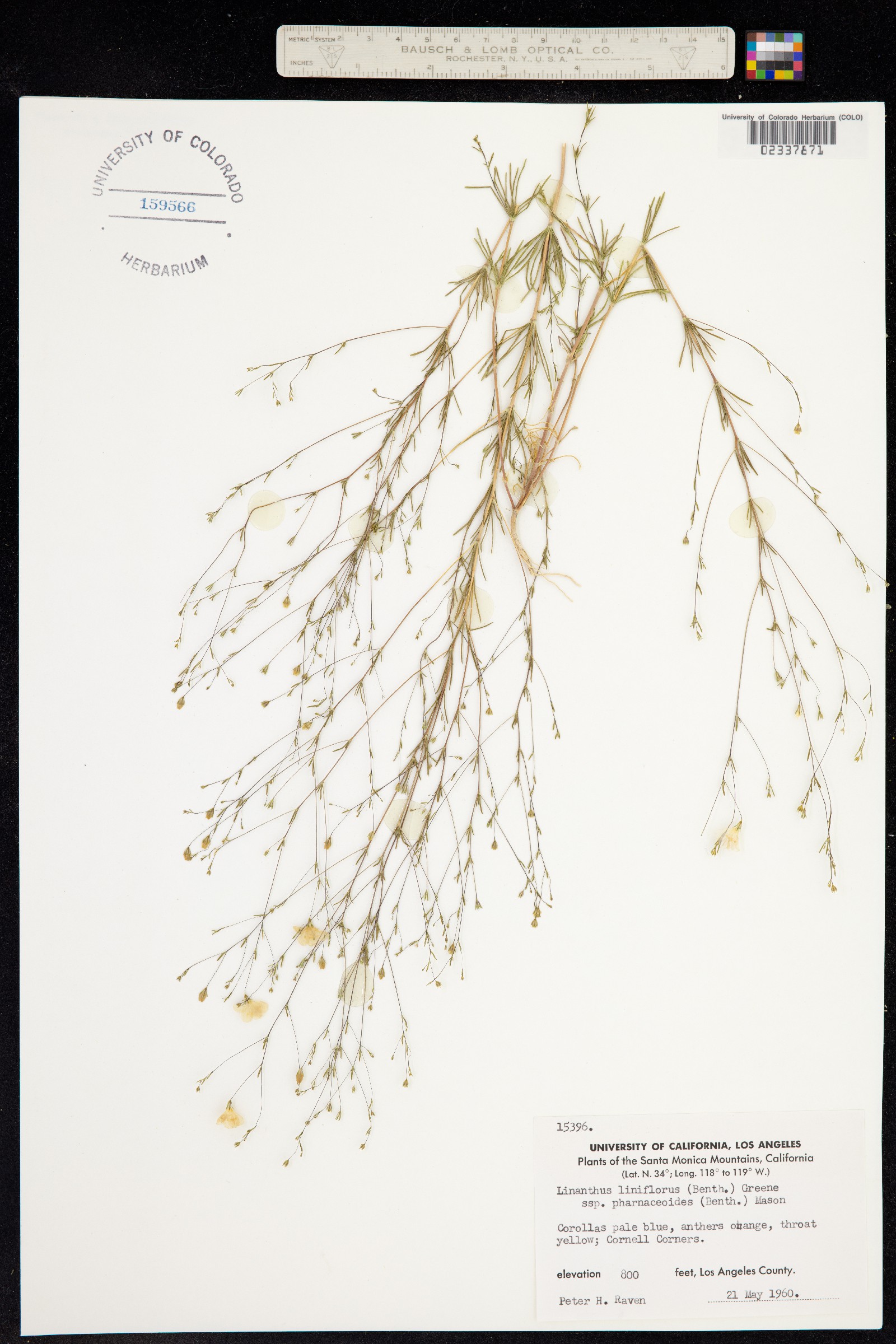 Leptosiphon liniflorus image