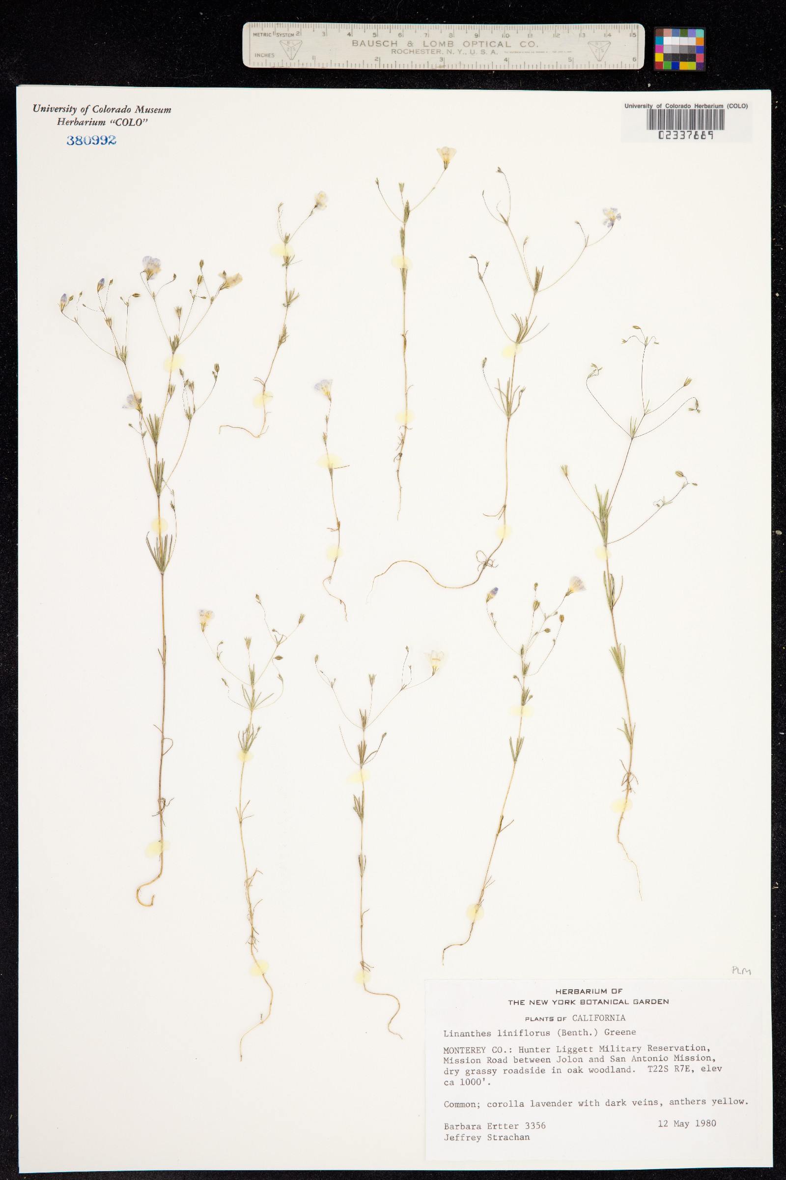 Leptosiphon liniflorus image