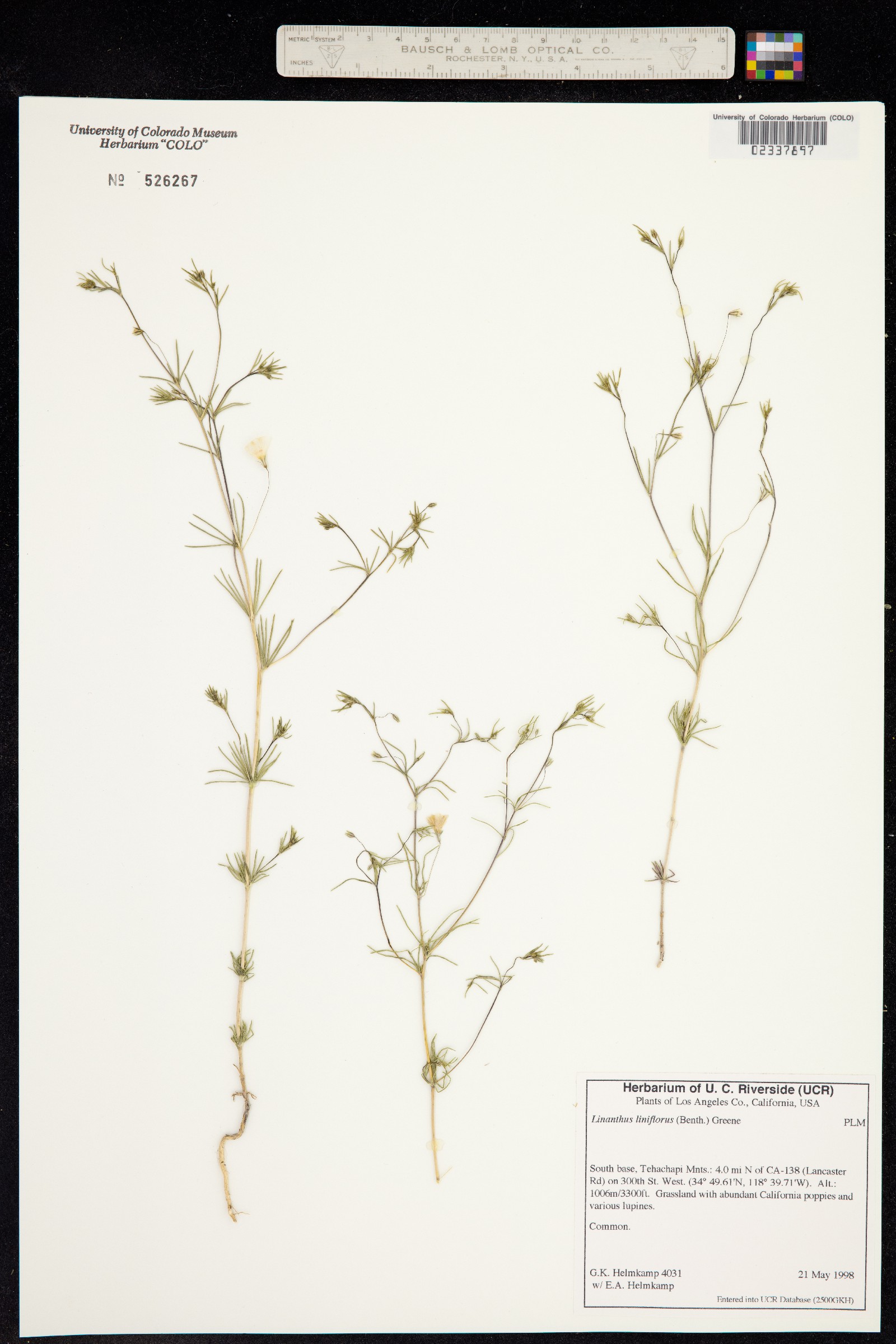 Leptosiphon liniflorus image