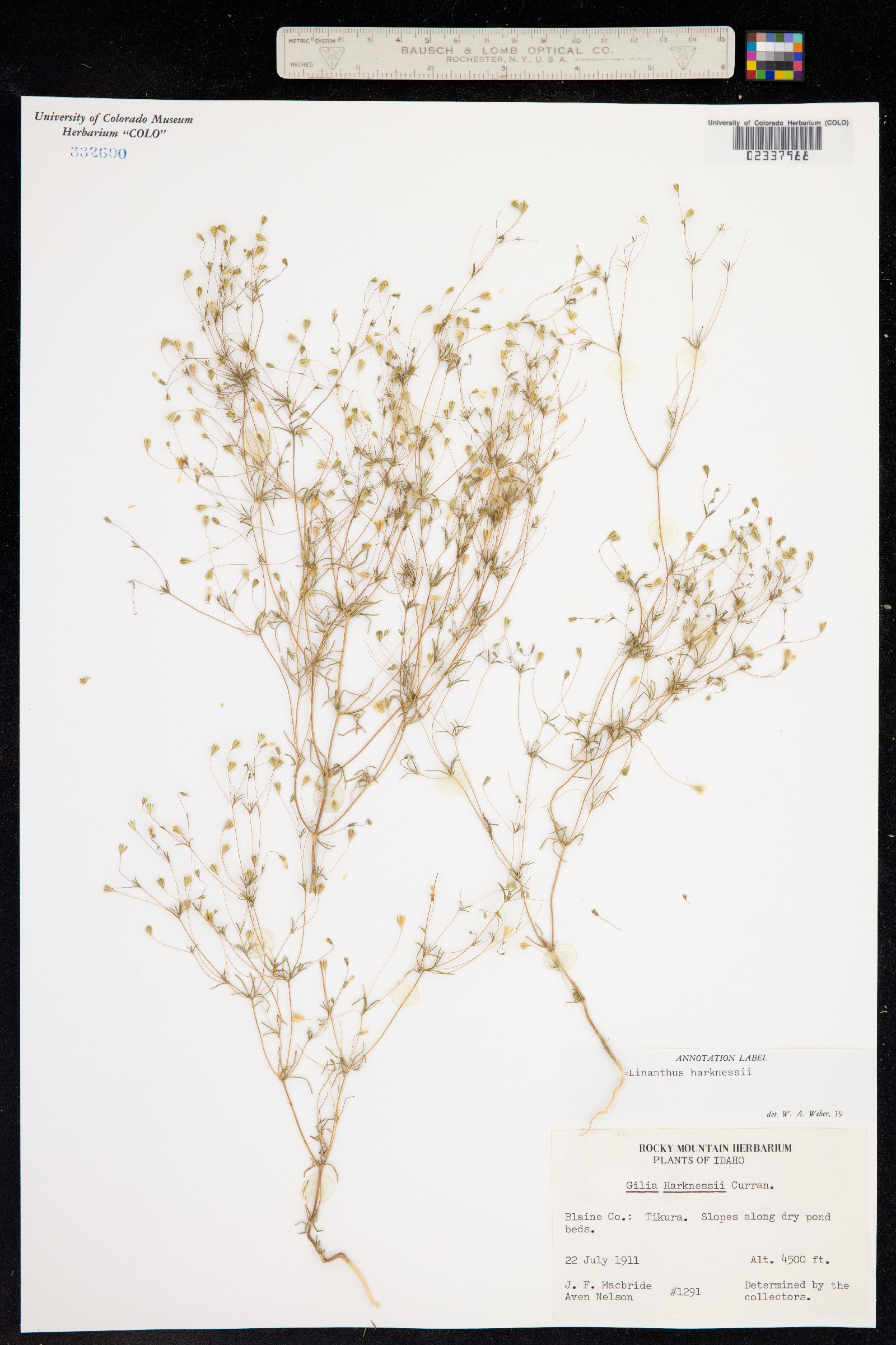 Leptosiphon harknessii image