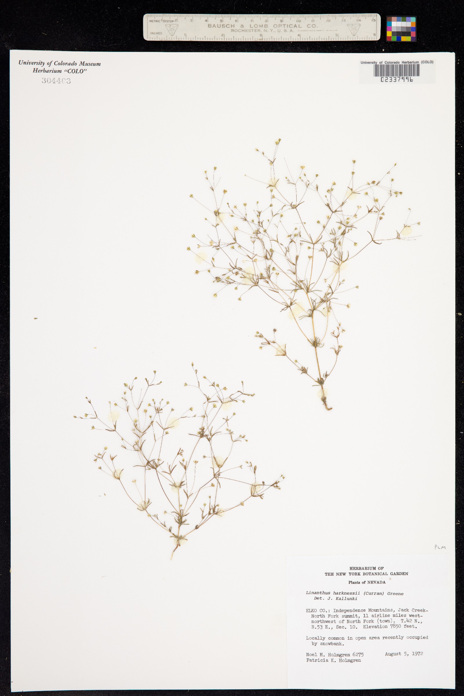 Leptosiphon harknessii image