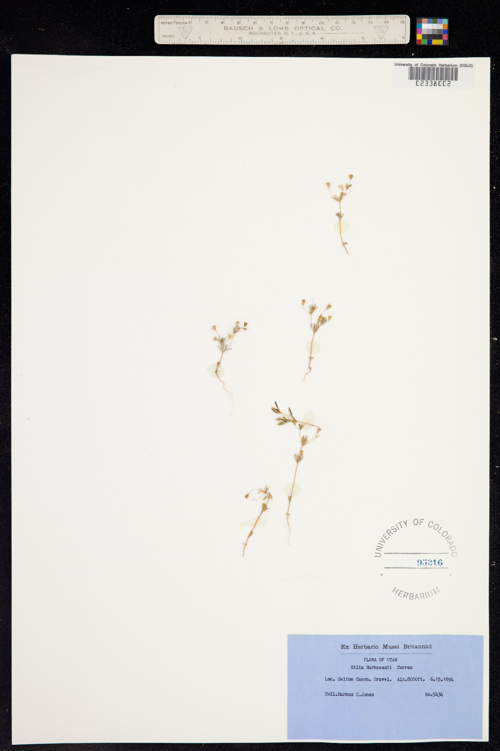 Leptosiphon harknessii image