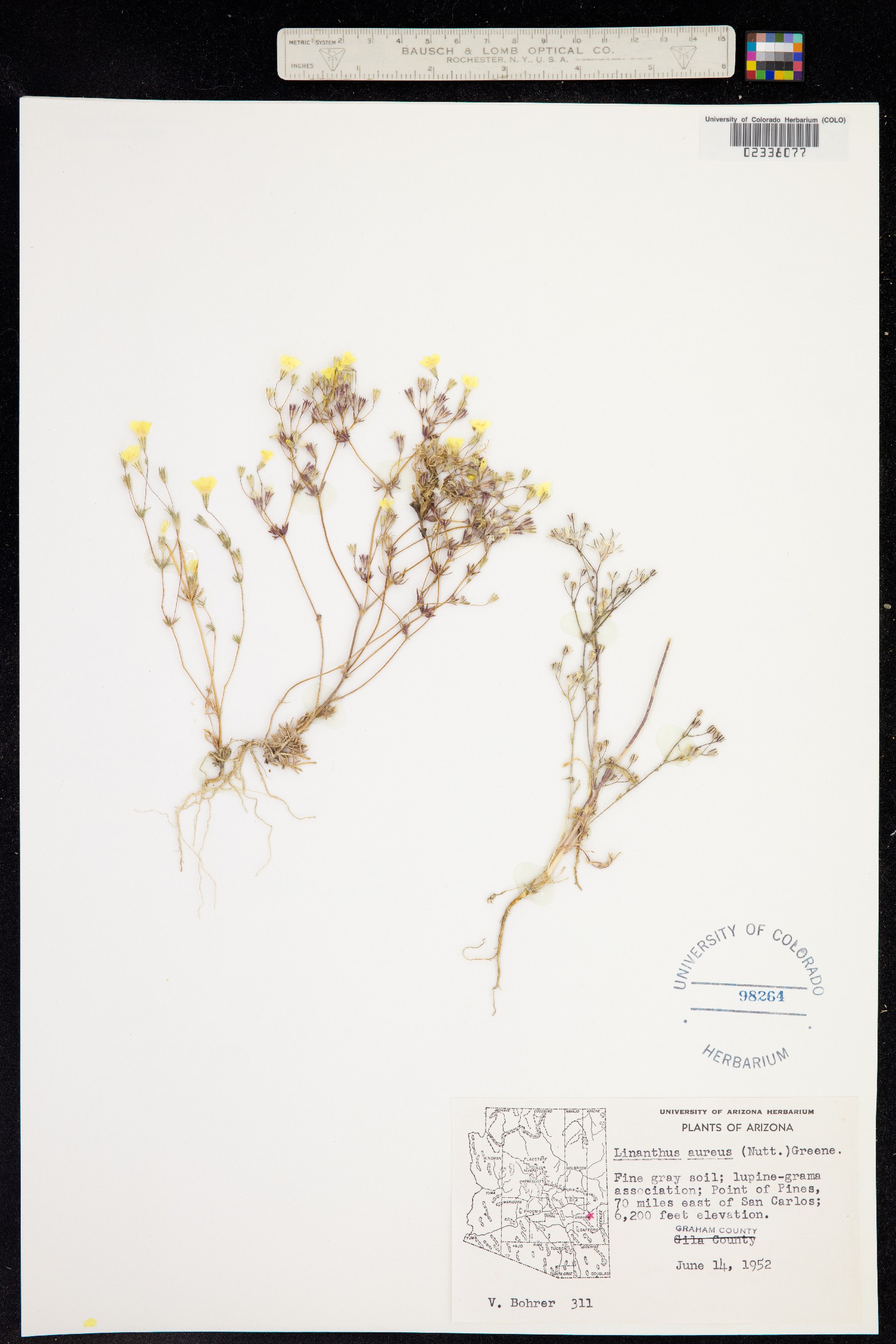Leptosiphon aureus image