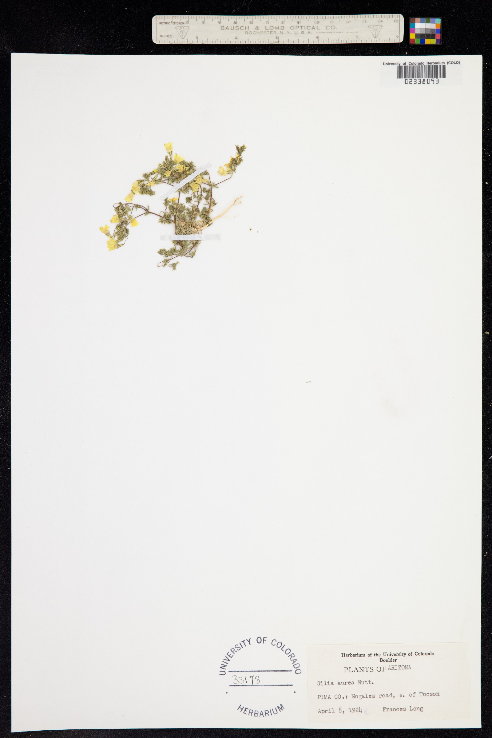 Leptosiphon aureus image