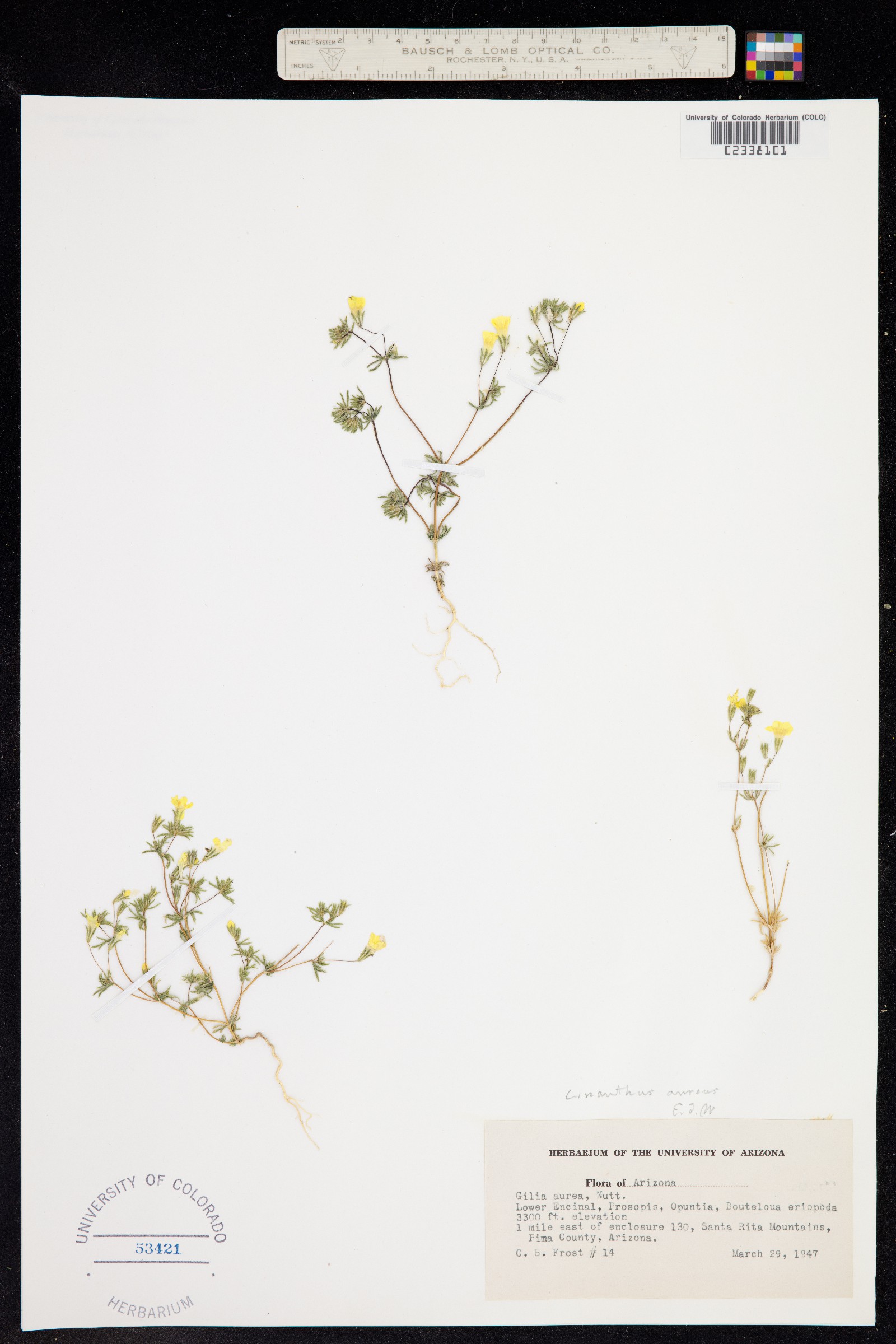 Leptosiphon image