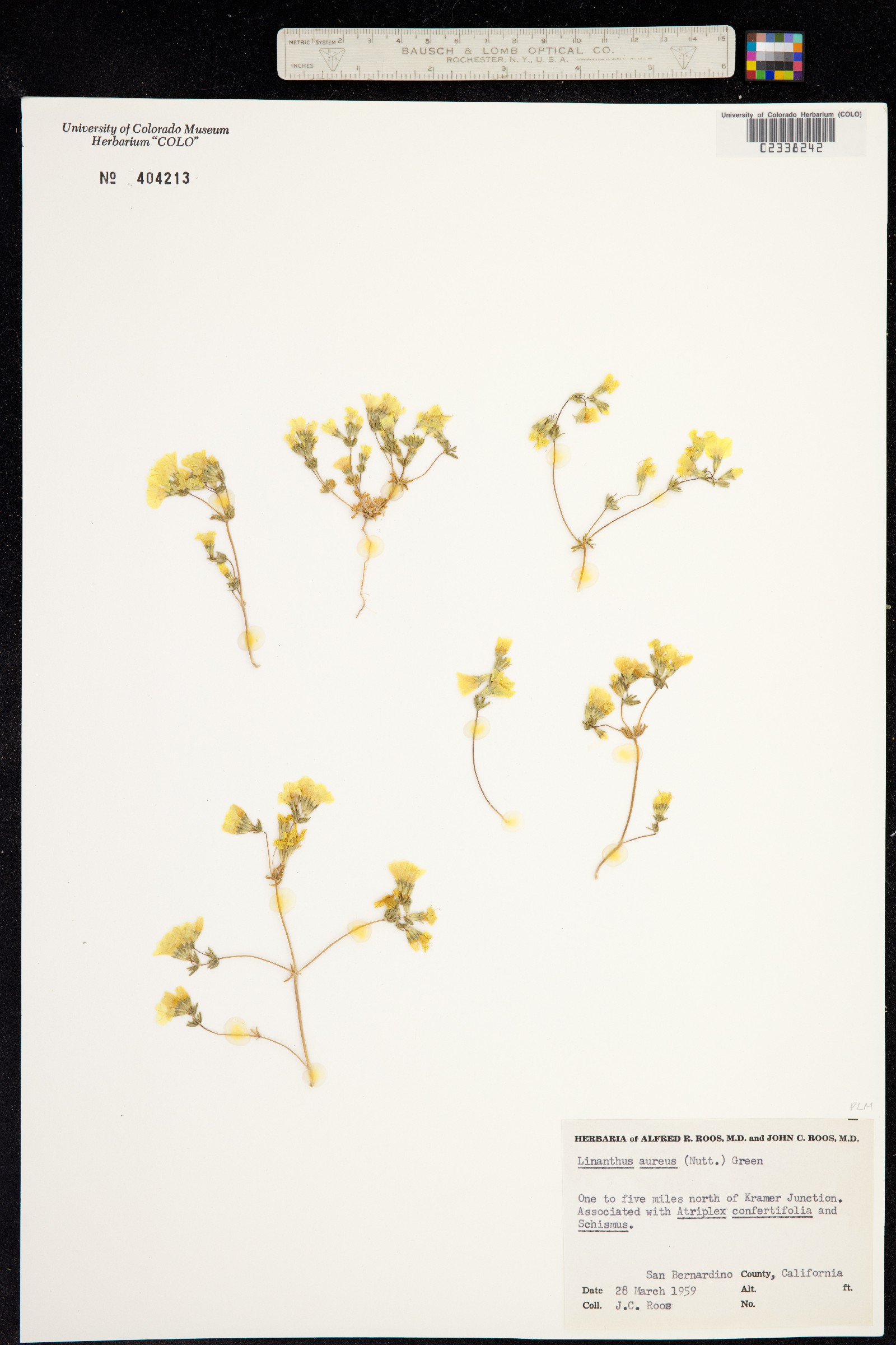 Leptosiphon aureus image