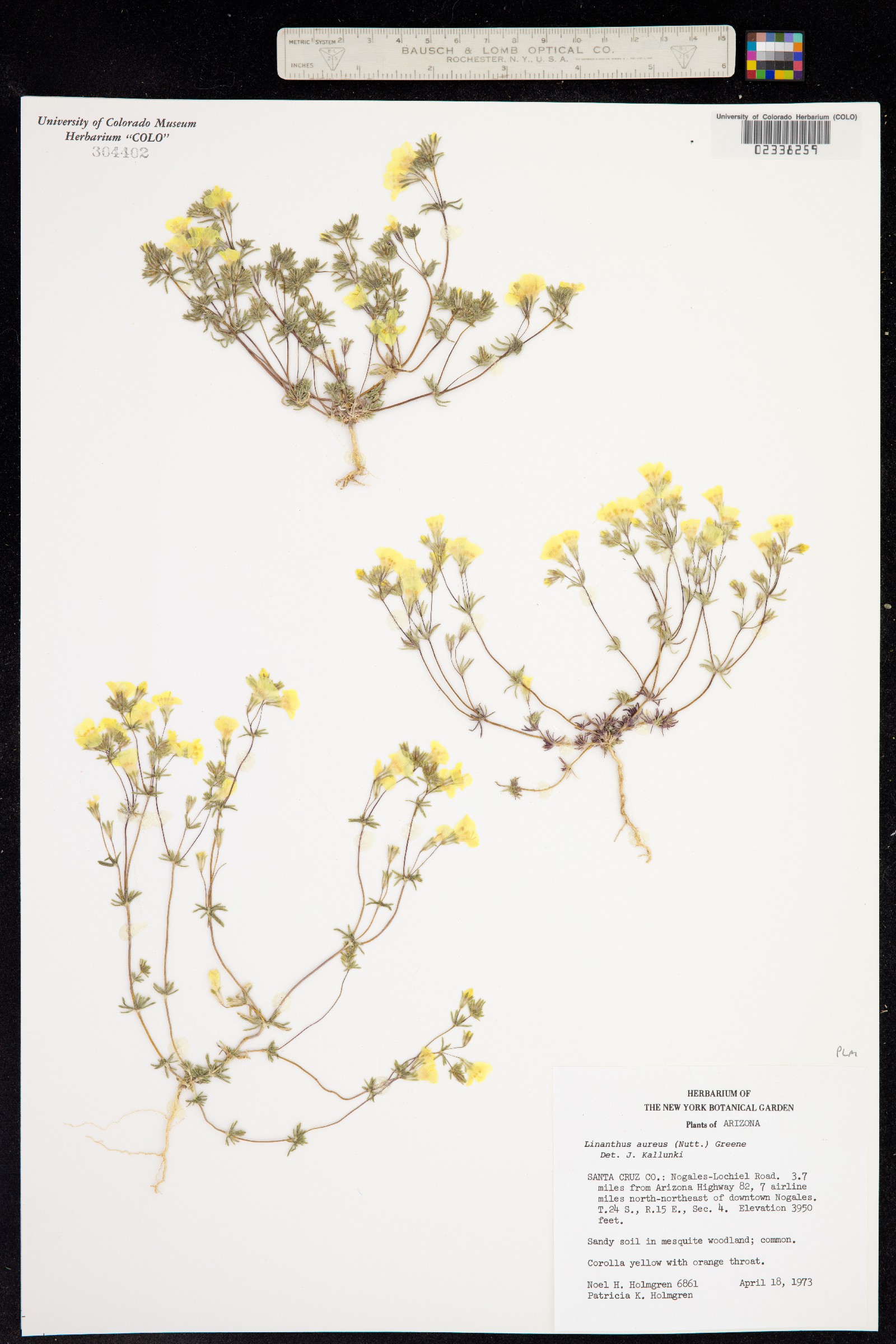 Leptosiphon image