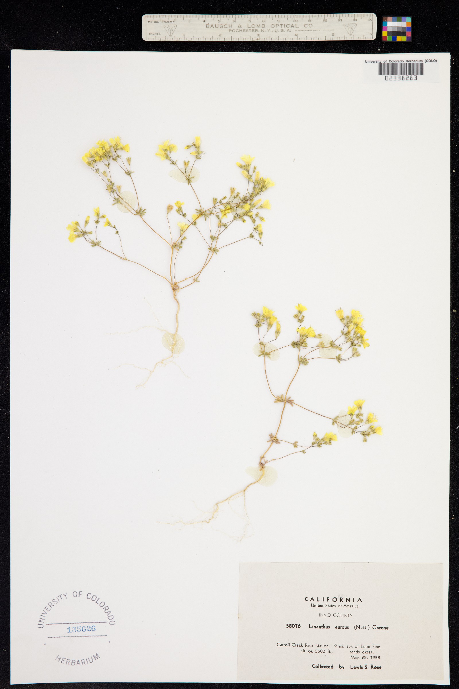 Linanthus image