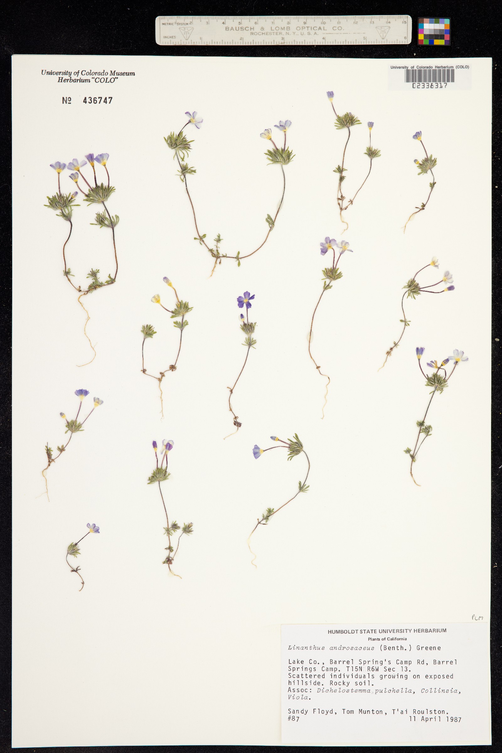 Linanthus androsaceus image