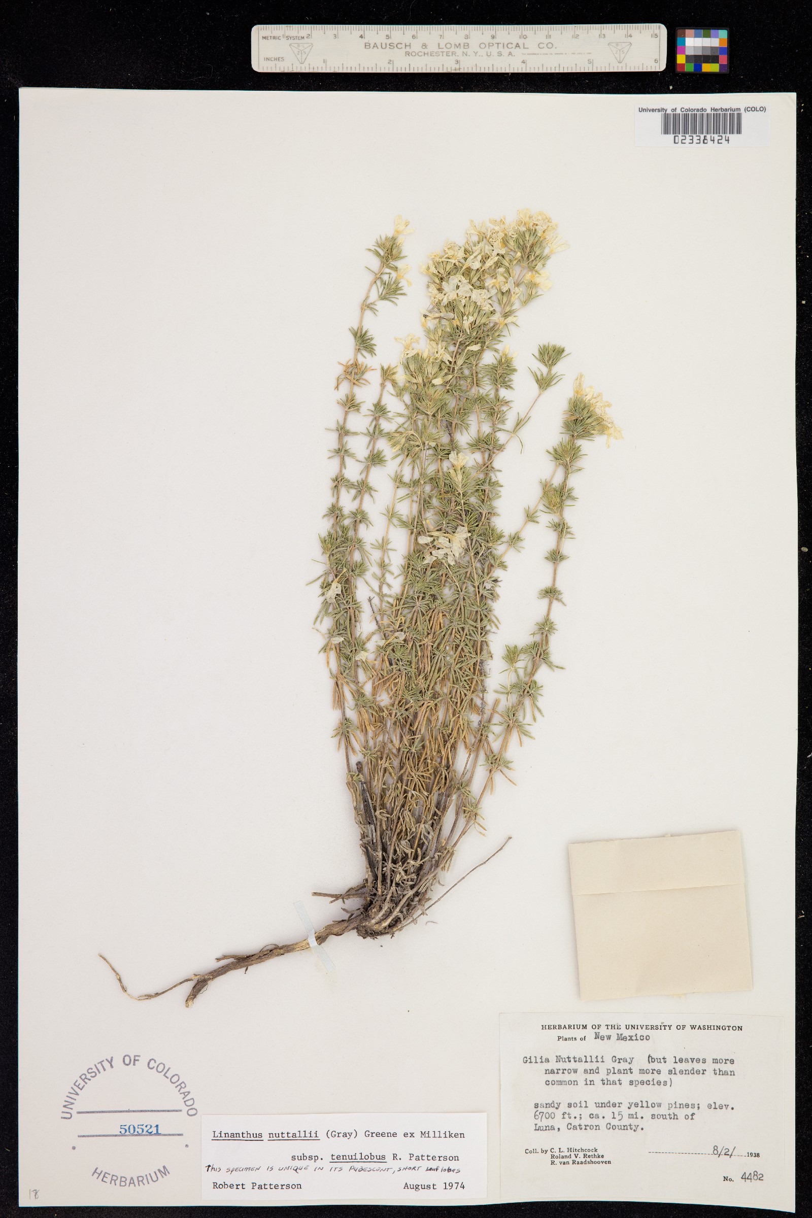 Leptosiphon nuttallii ssp. tenuilobus image