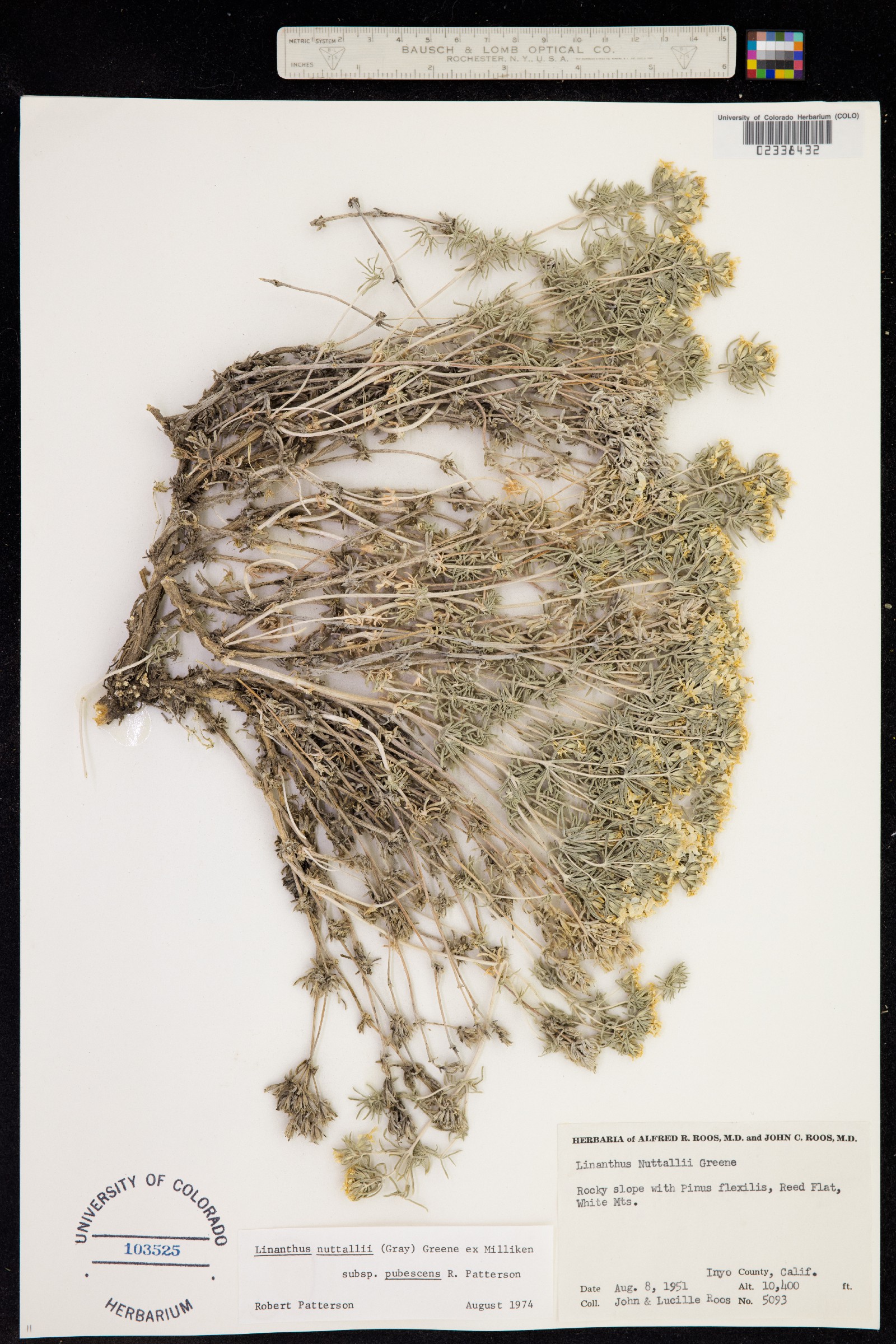 Linanthastrum image