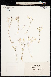Linanthus ambiguus image