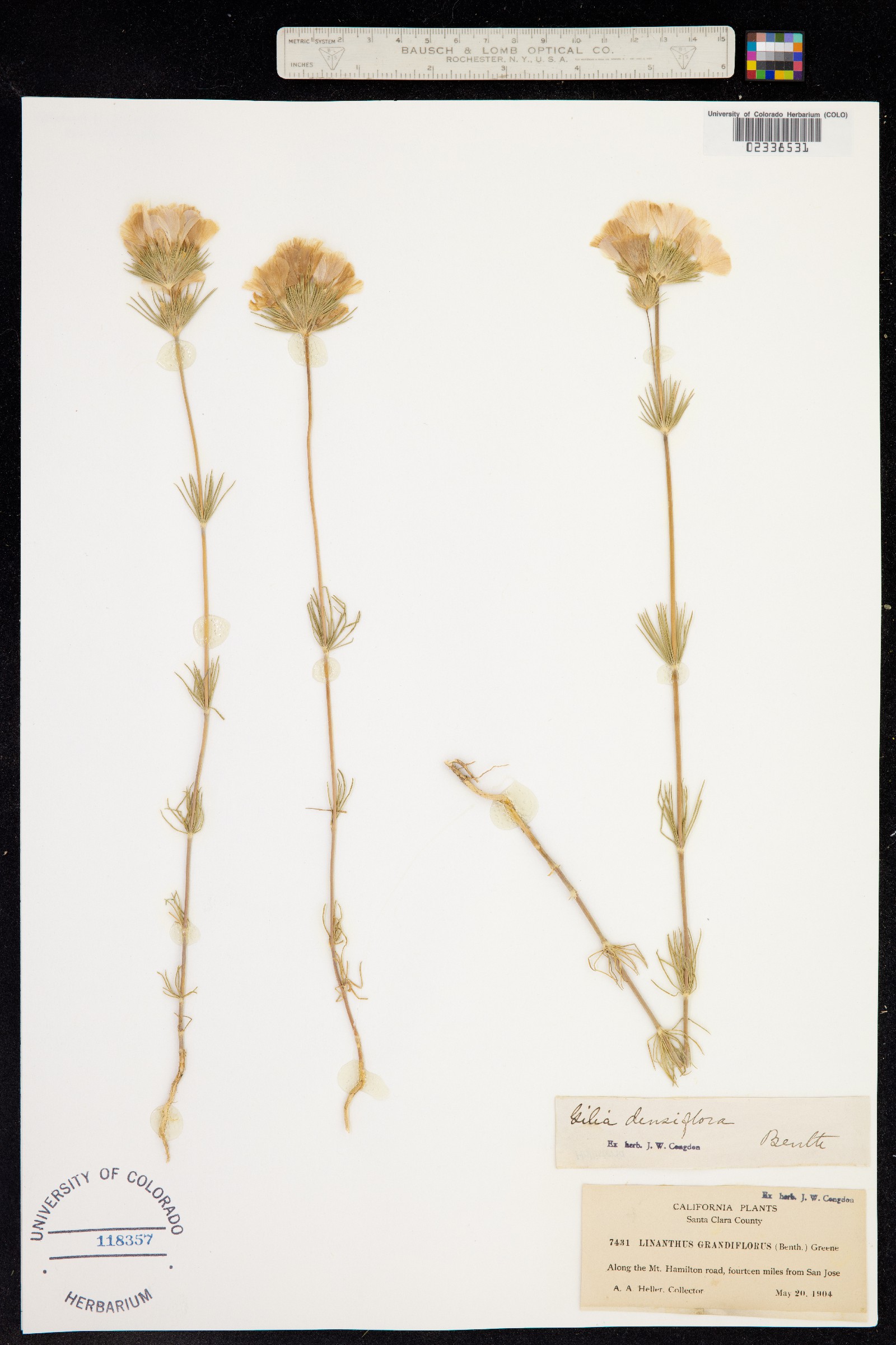 Leptosiphon grandiflorus image