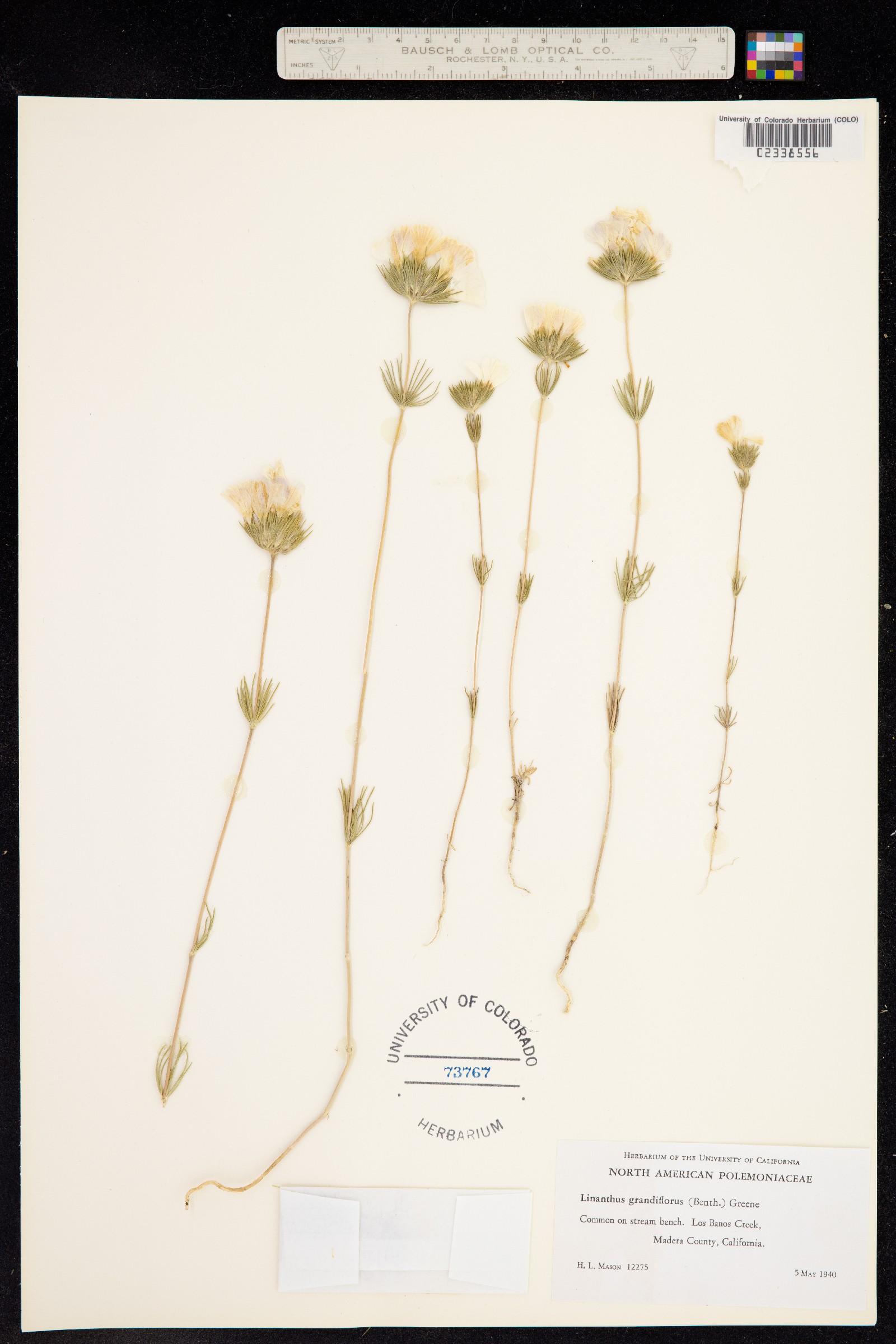 Leptosiphon grandiflorus image