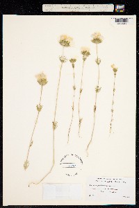 Linanthus grandiflorus image