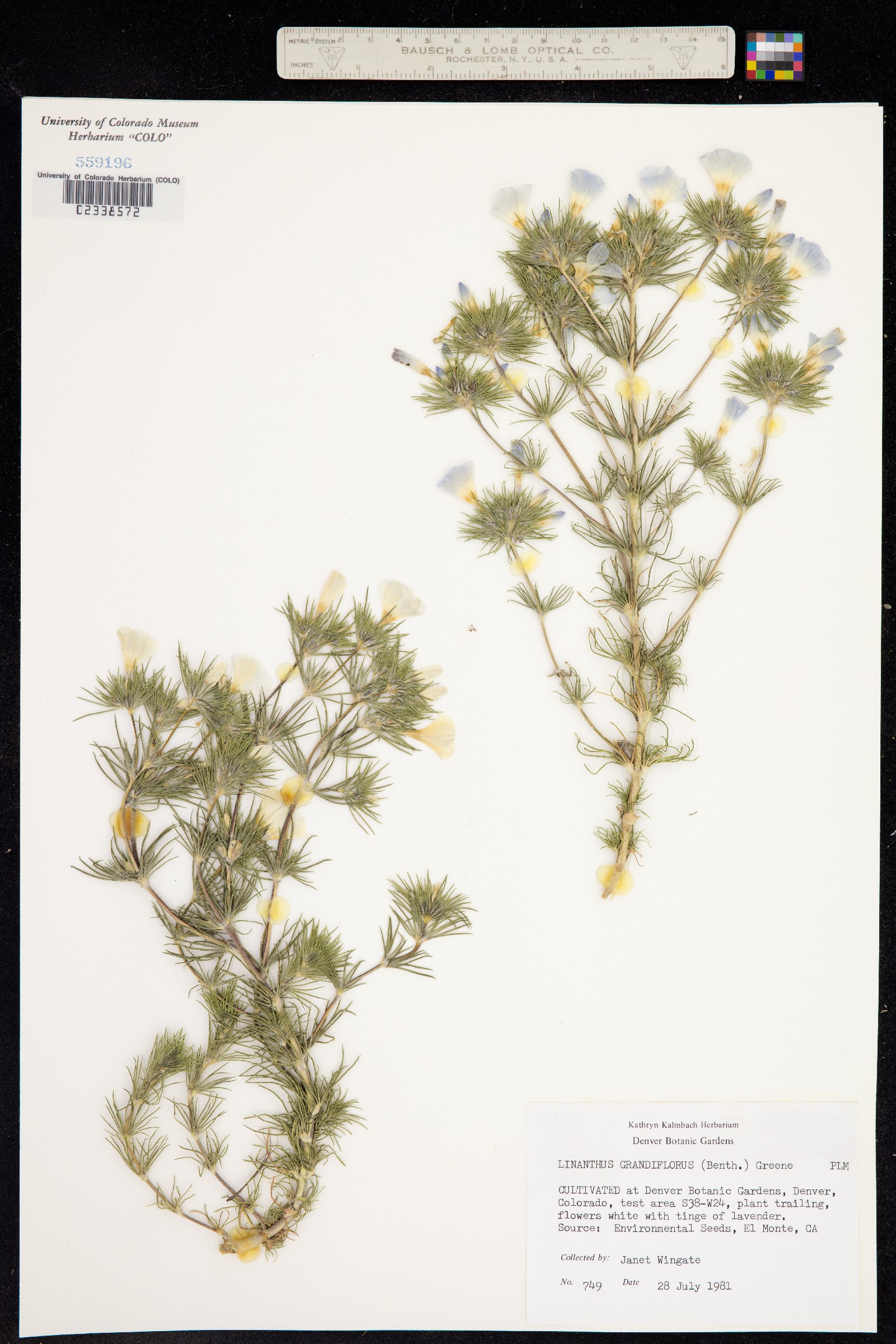 Linanthus grandiflorus image
