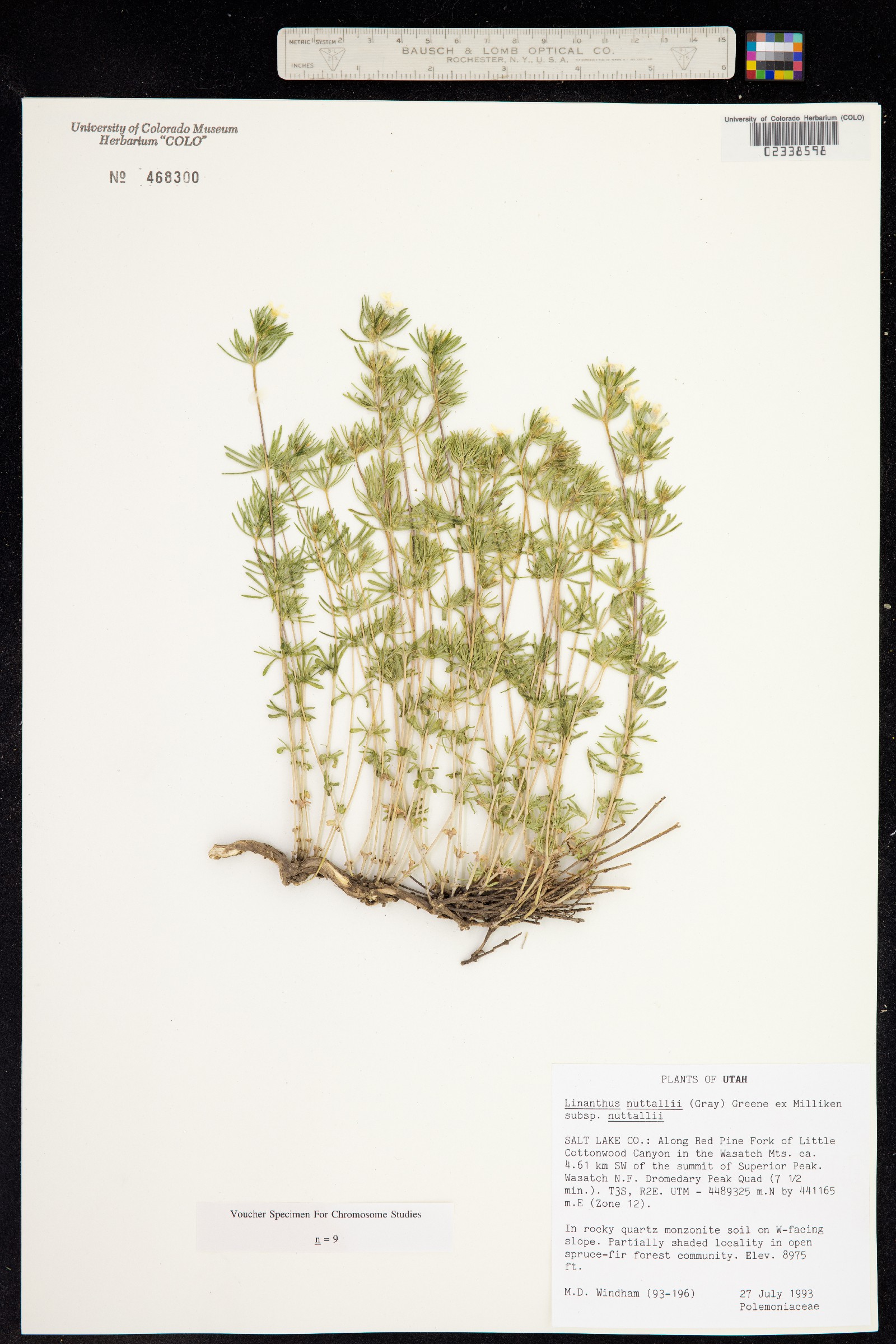 Leptosiphon nuttallii ssp. nuttallii image