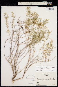 Linanthus floribundus image