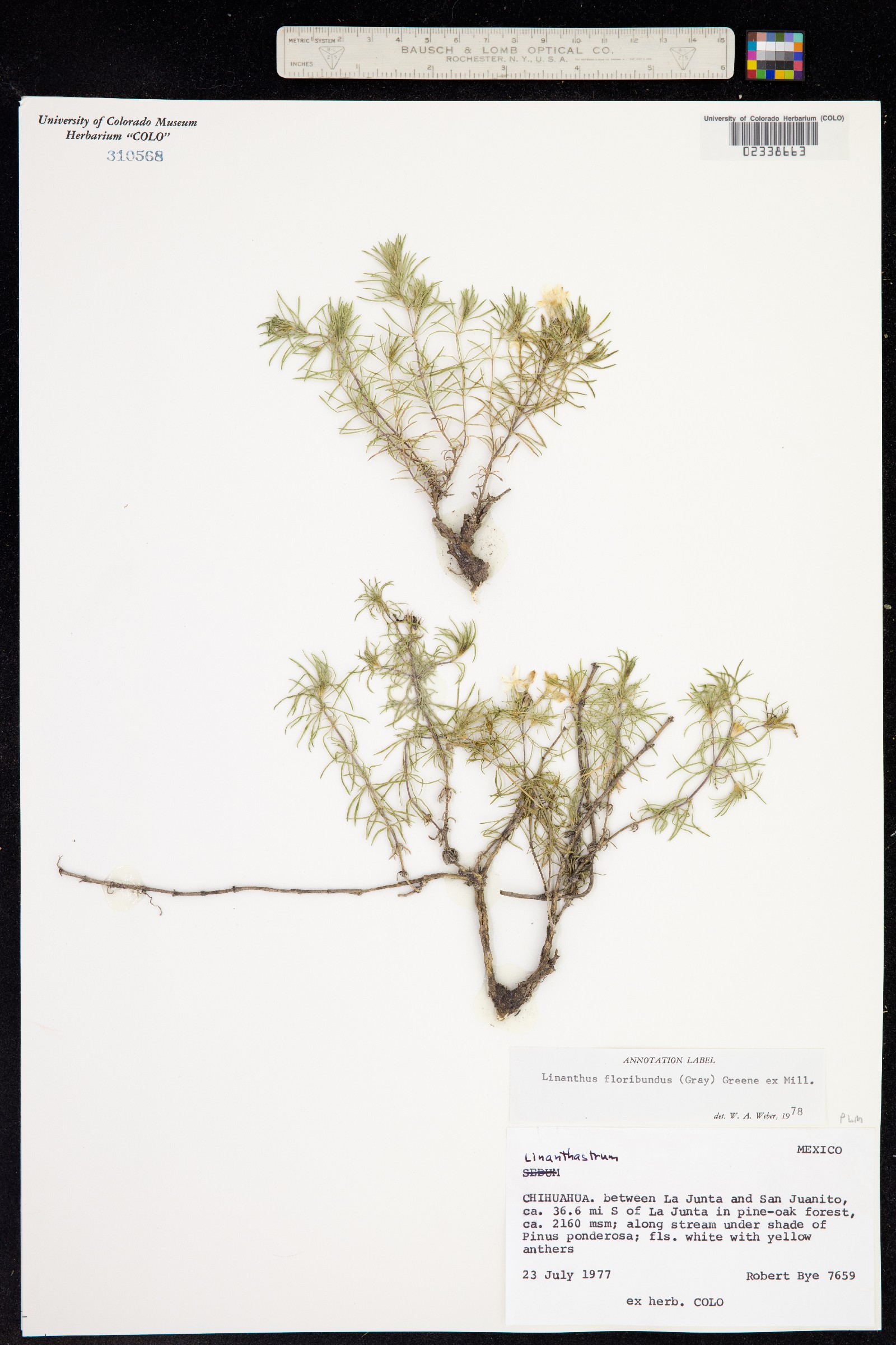 Leptosiphon floribundum ssp. floribundum image