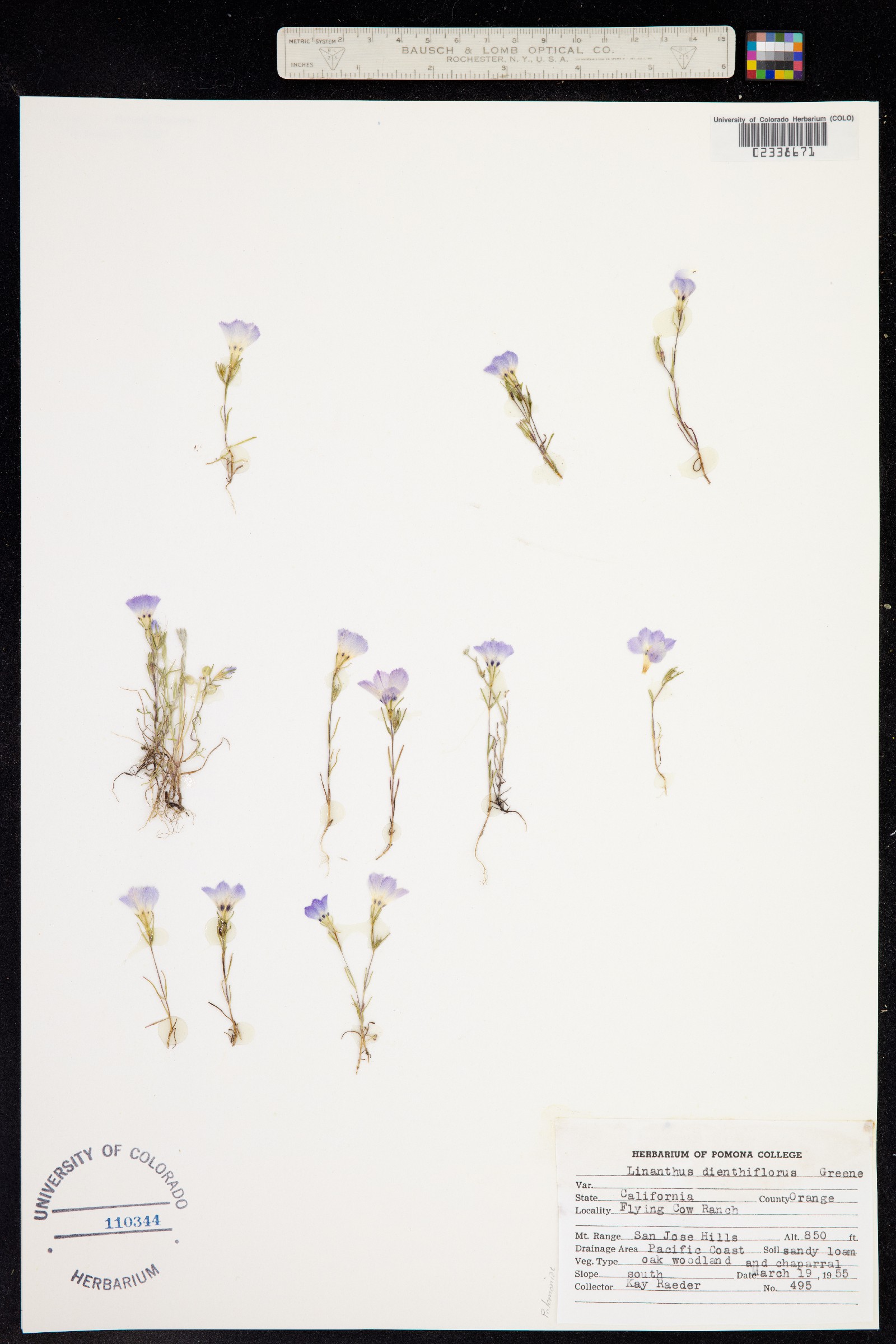 Linanthus dianthiflorus image