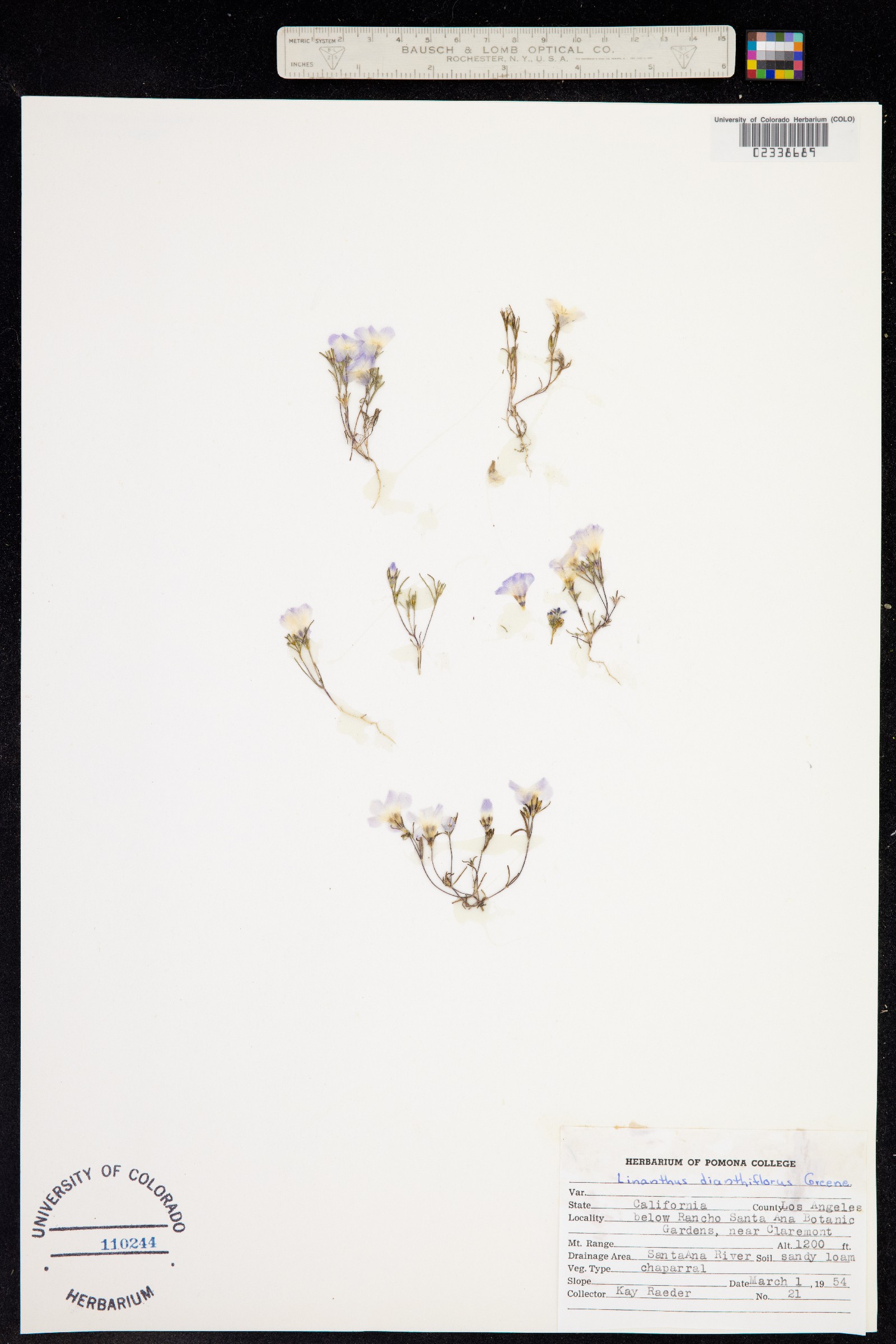Linanthus dianthiflorus image