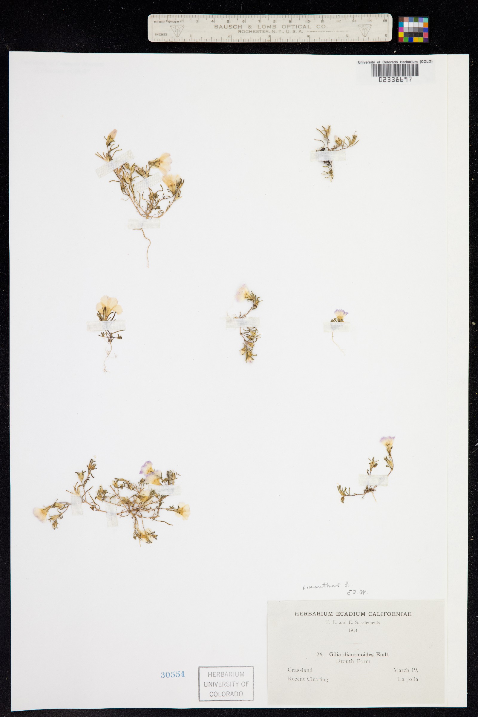 Linanthus dianthiflorus image