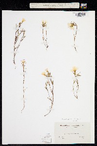 Linanthus dianthiflorus image