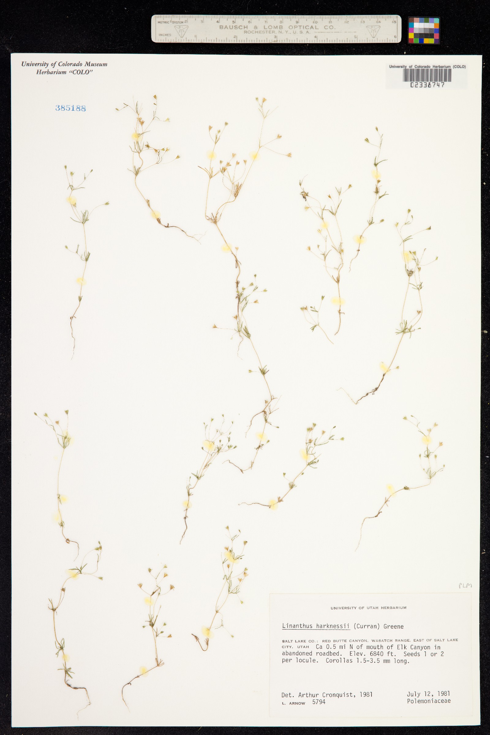 Polemoniaceae image