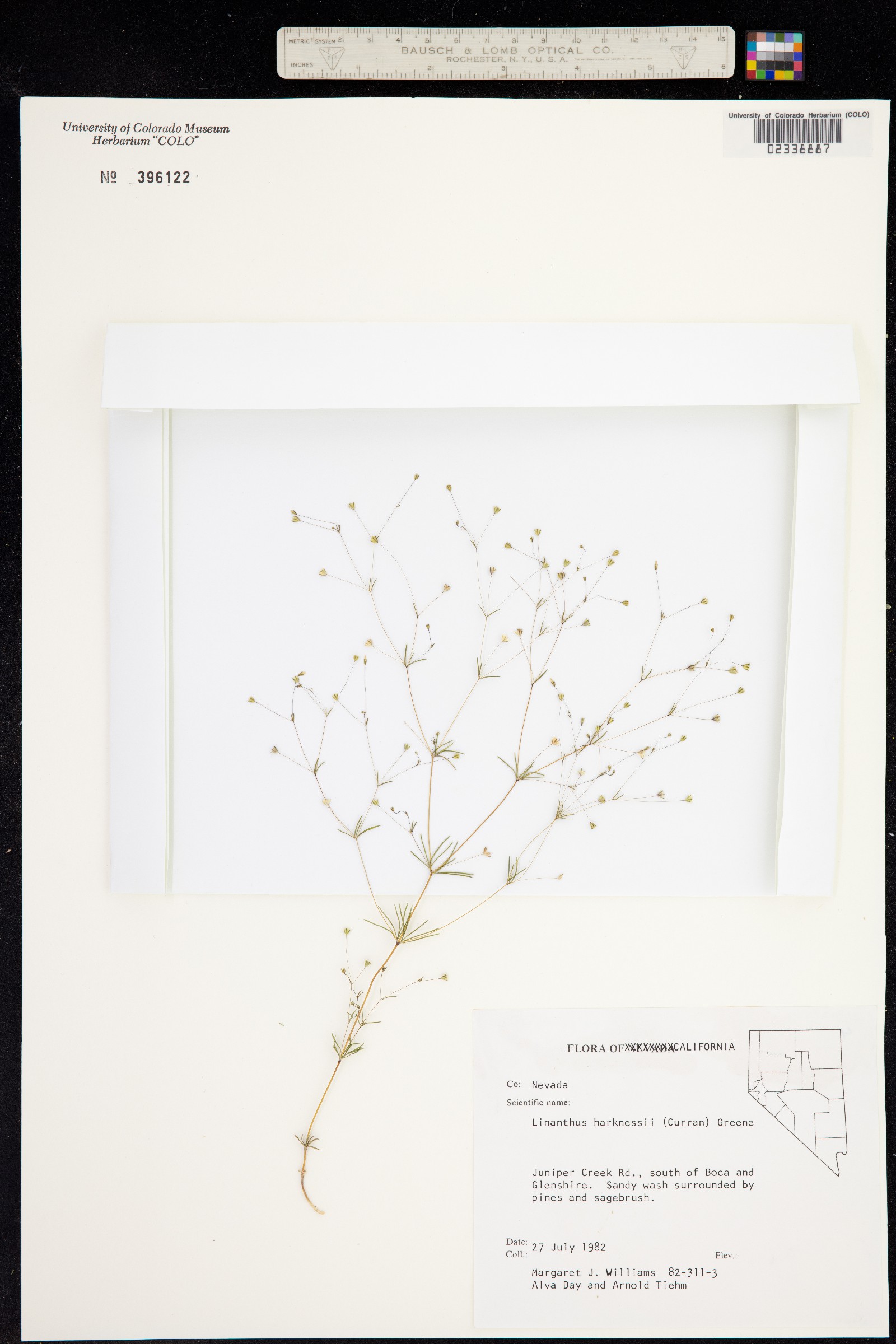 Leptosiphon harknessii image