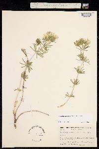 Linanthus pachyphyllus image