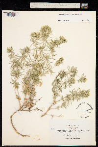 Linanthus pachyphyllus image