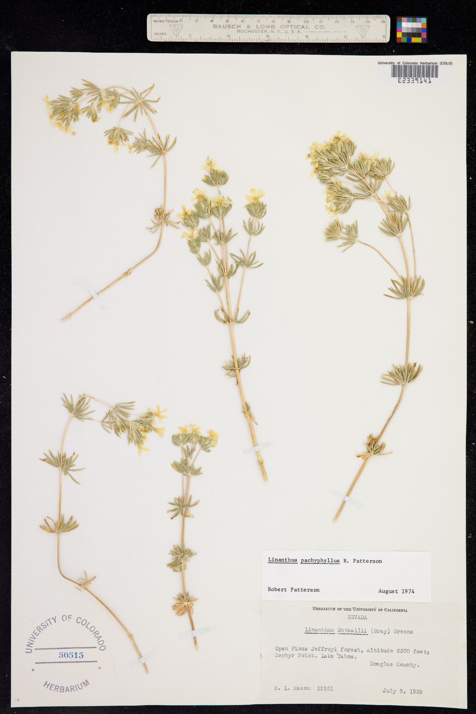 Leptosiphon pachyphyllus image