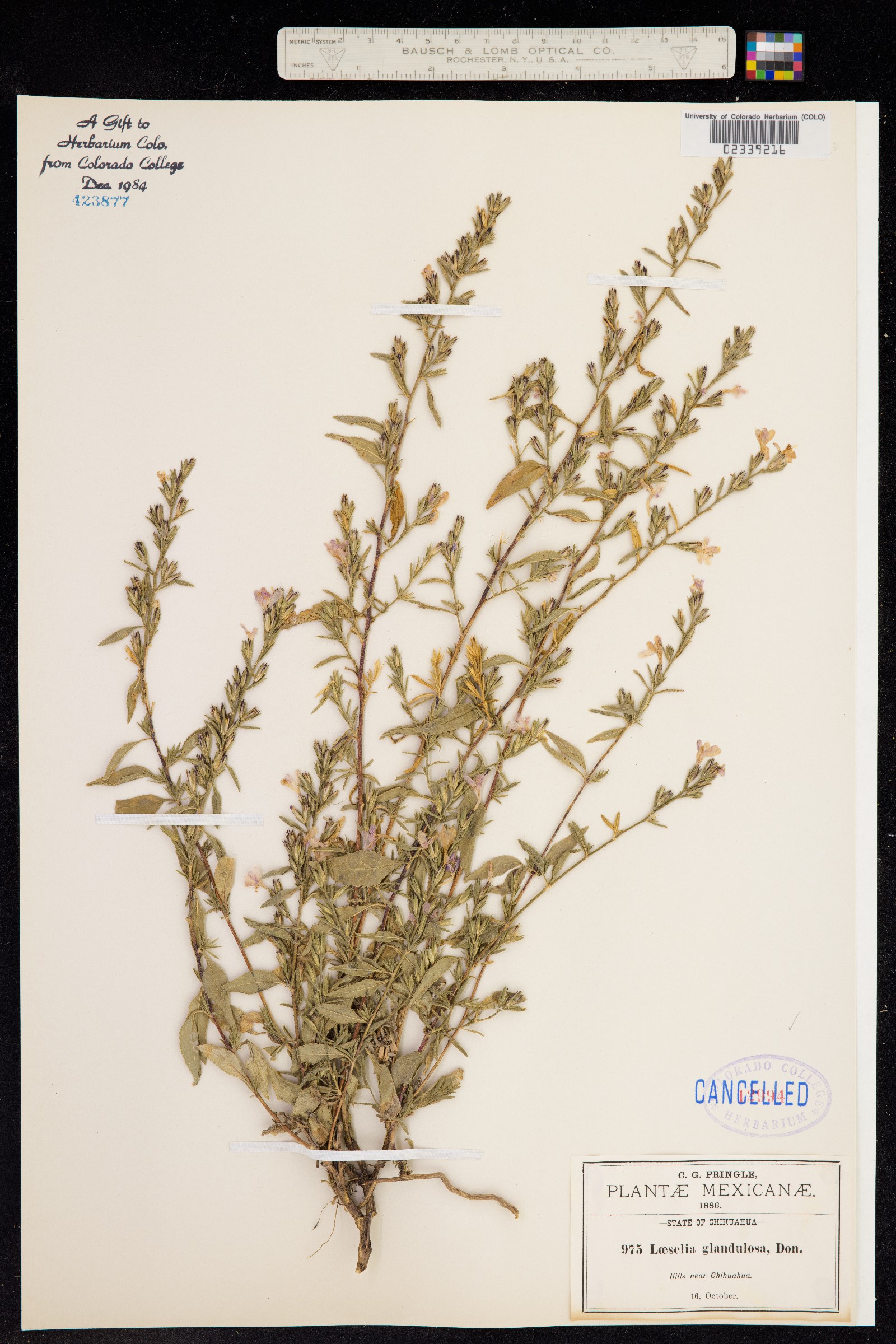 Loeselia glandulosa image