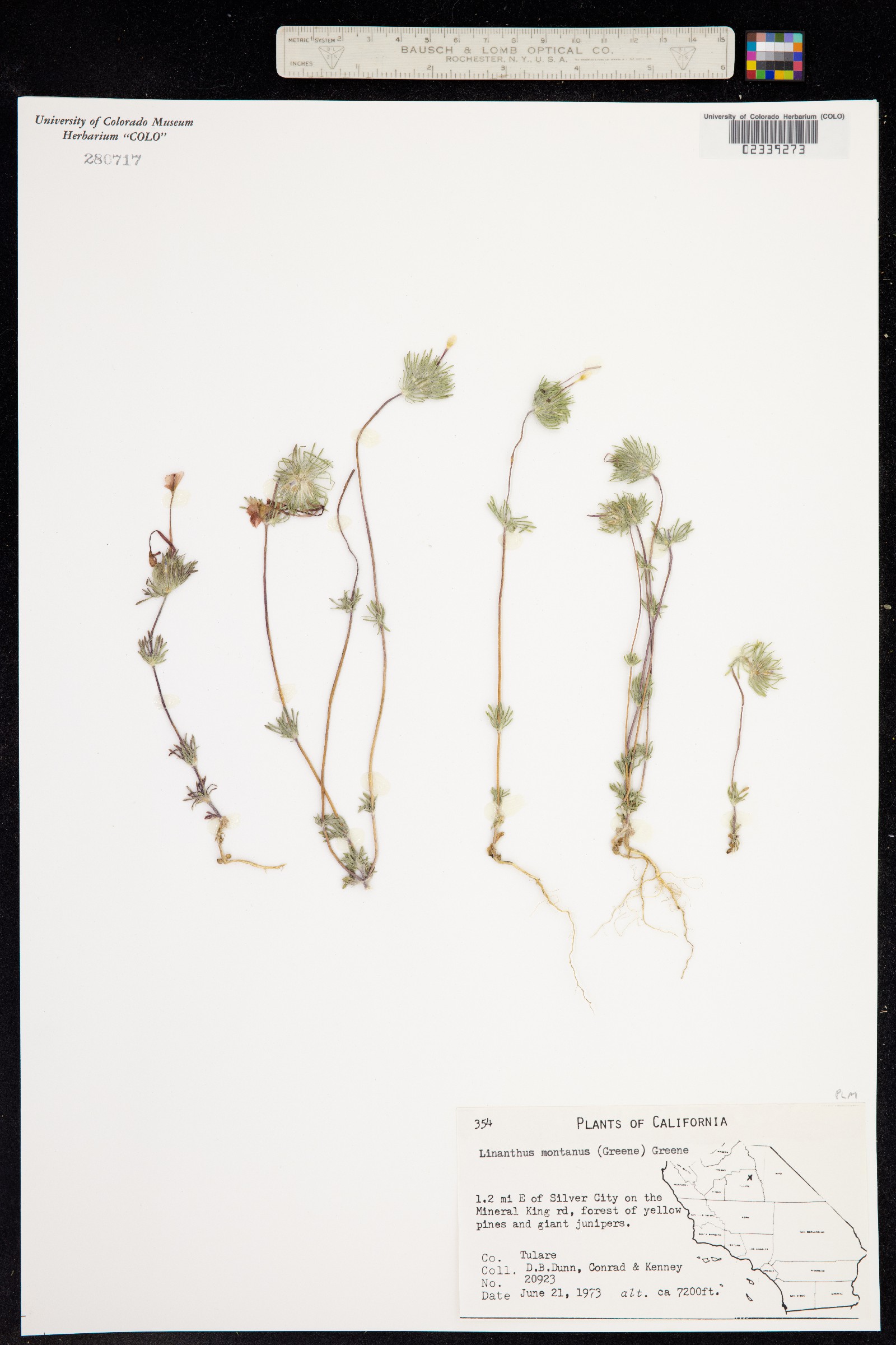 Linanthus montanus image