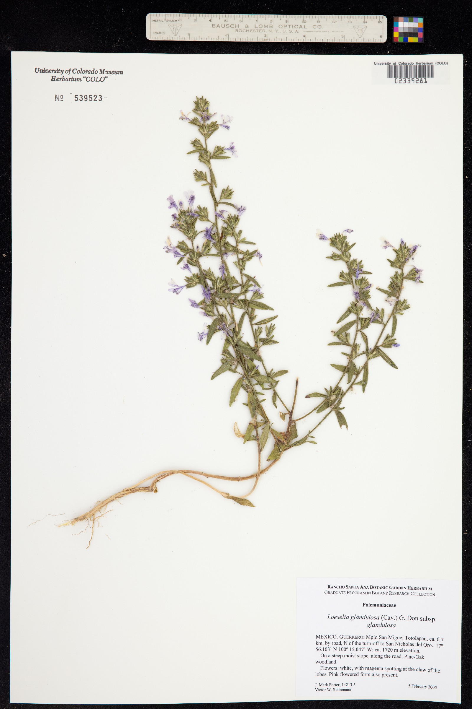 Loeselia glandulosa image