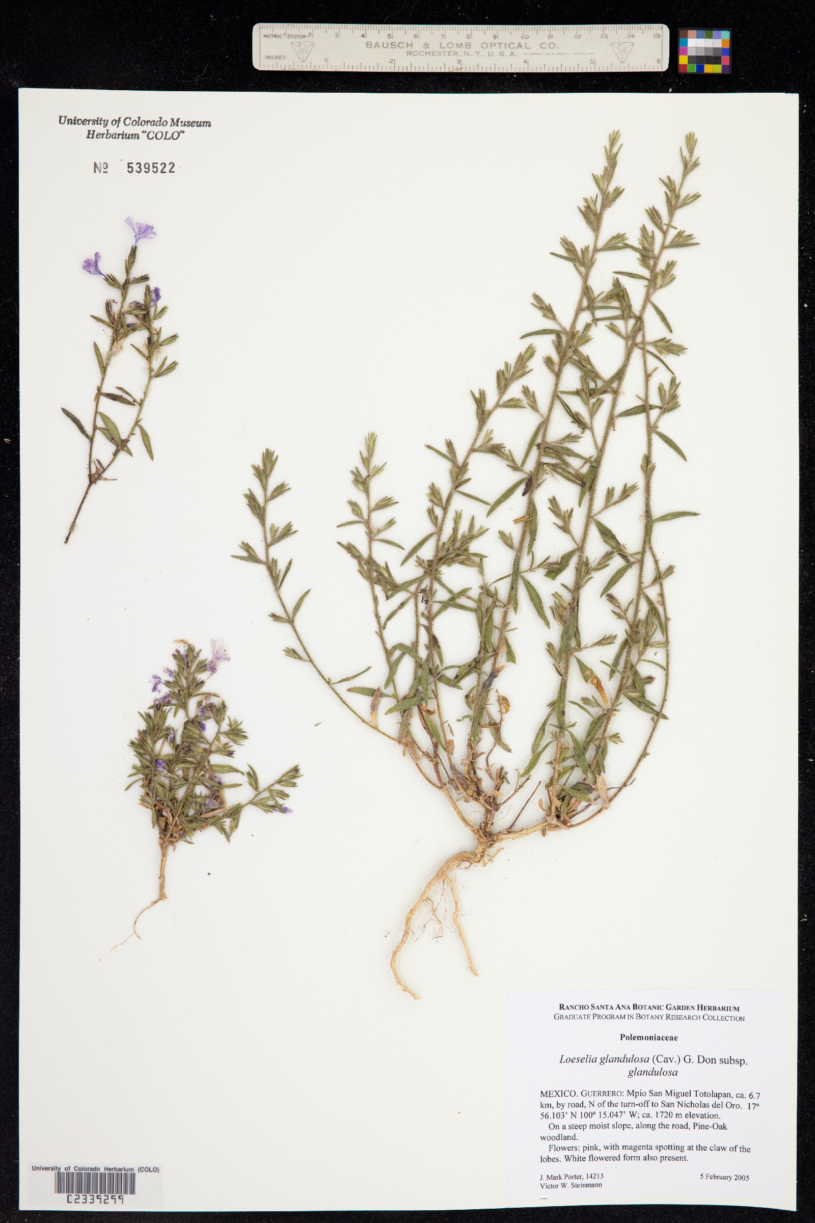Loeselia glandulosa image