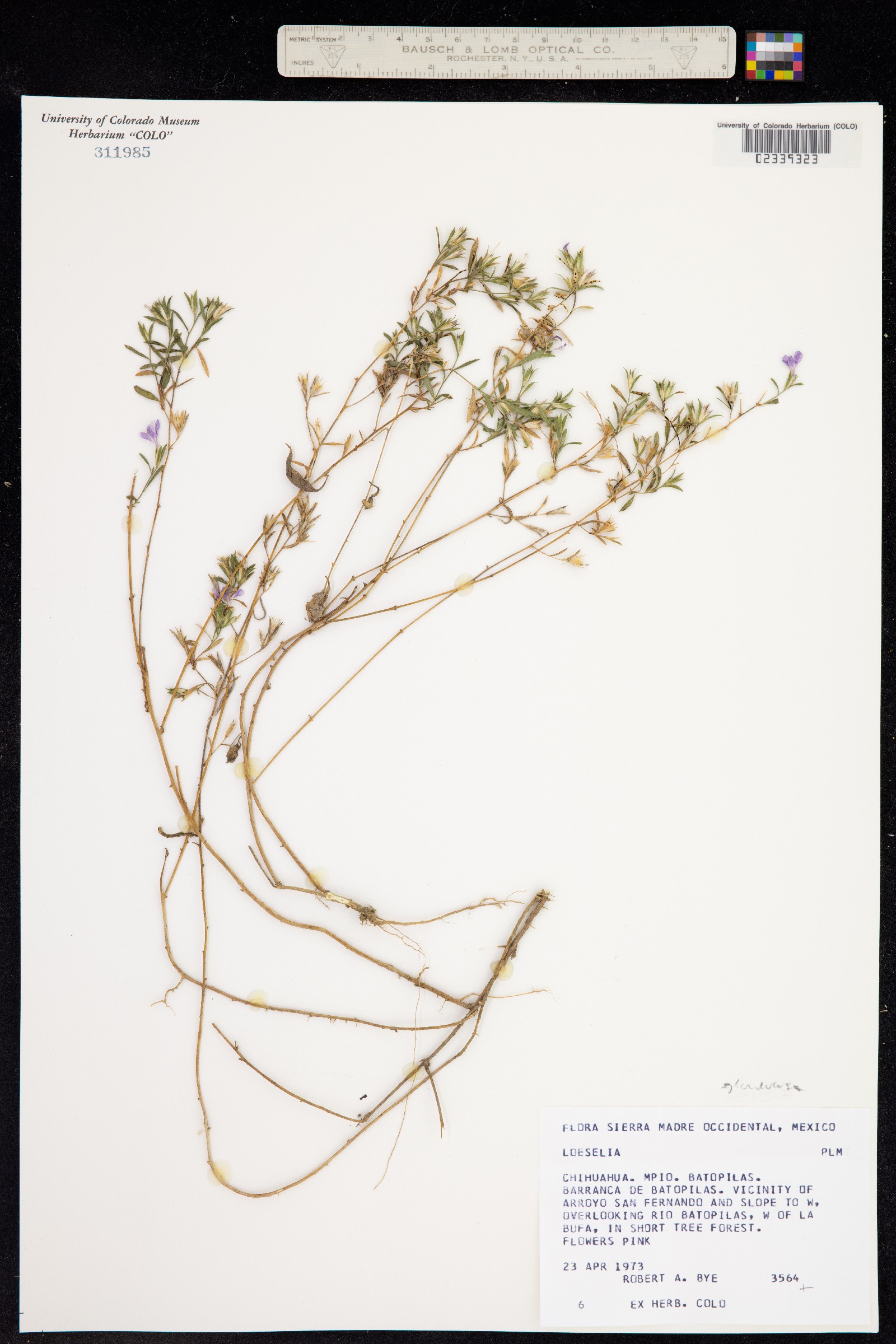 Loeselia glandulosa image