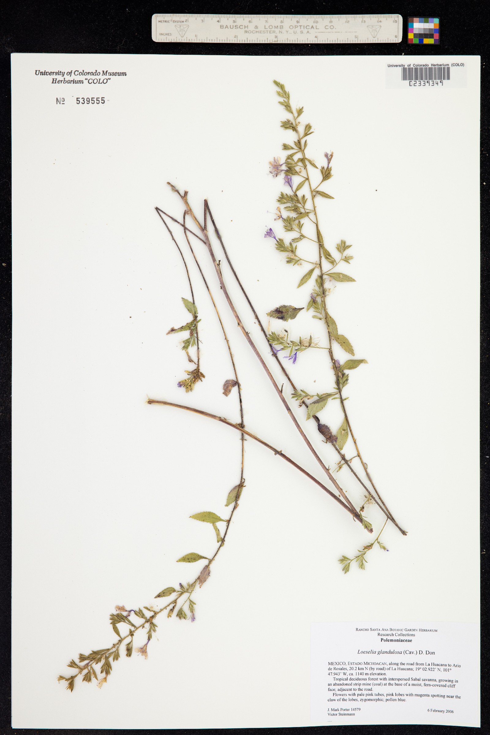 Loeselia glandulosa image