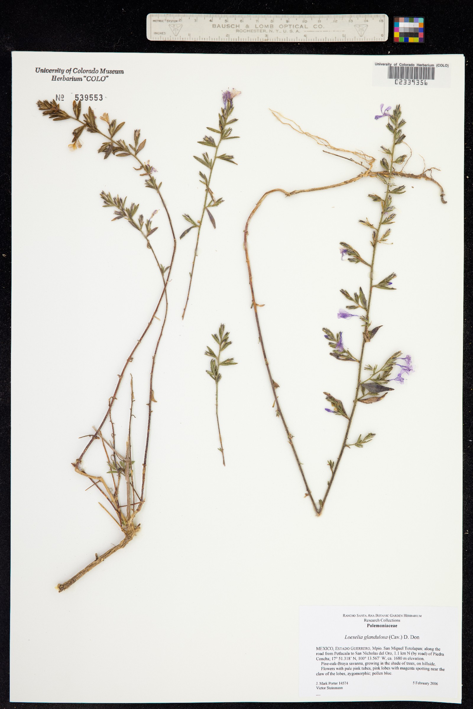 Loeselia glandulosa image