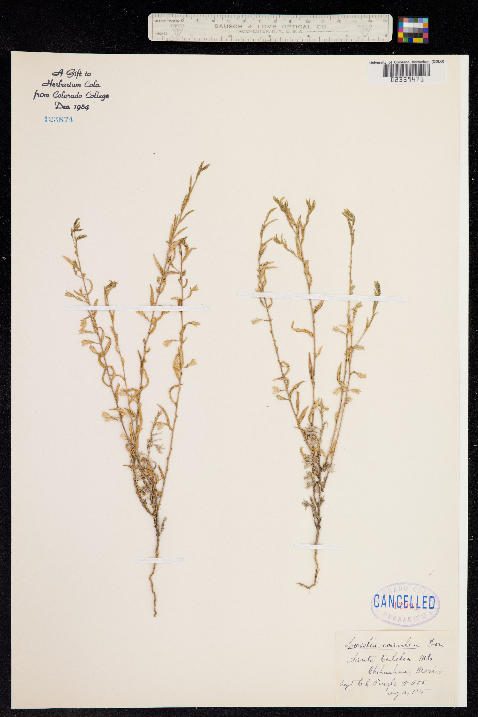 Loeselia caerulea image